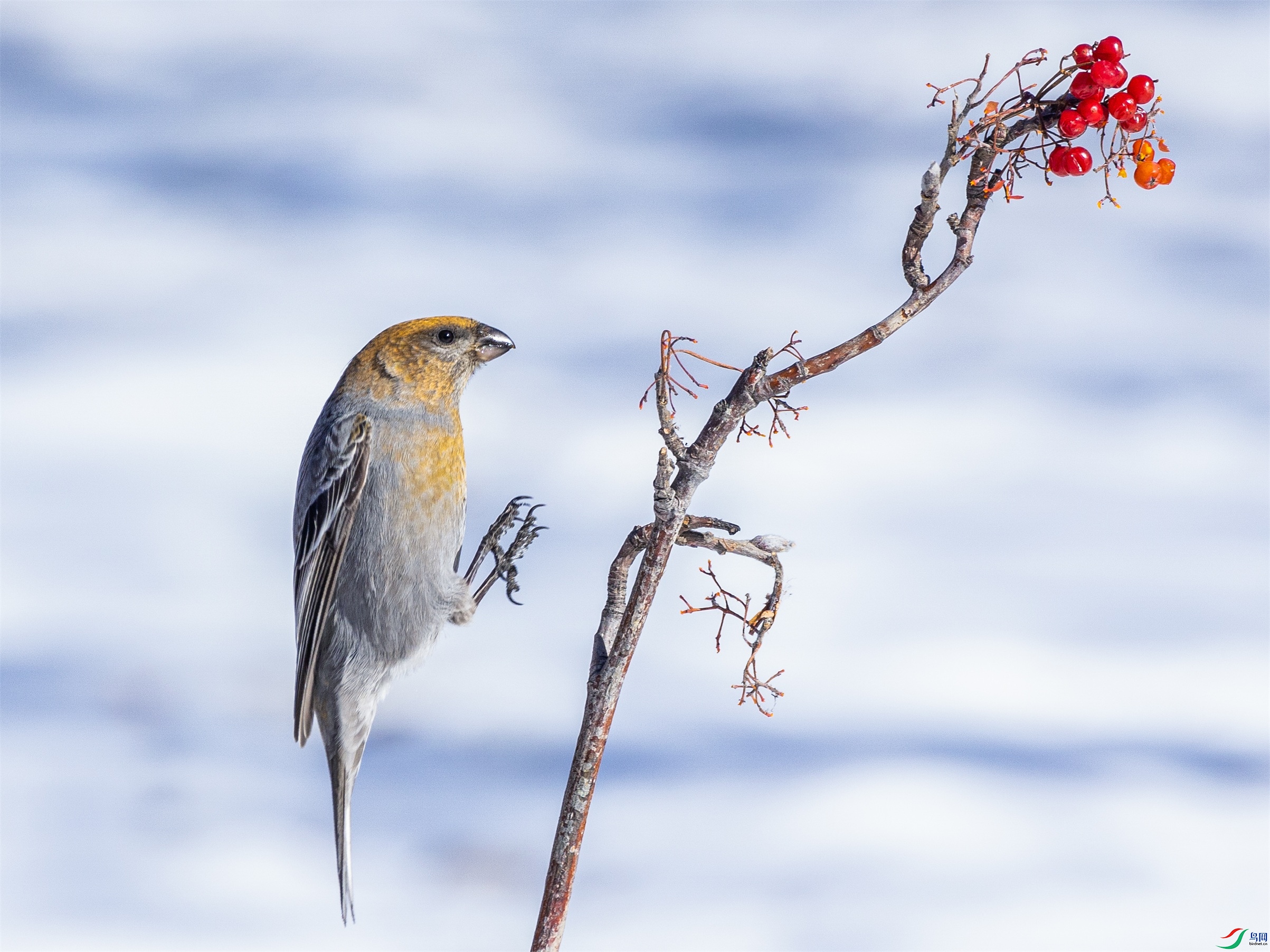 1K3A4678 ����1.jpg