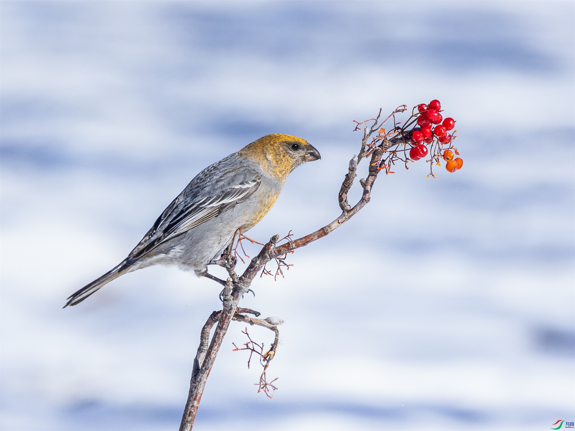 1K3A4682 ����1.jpg