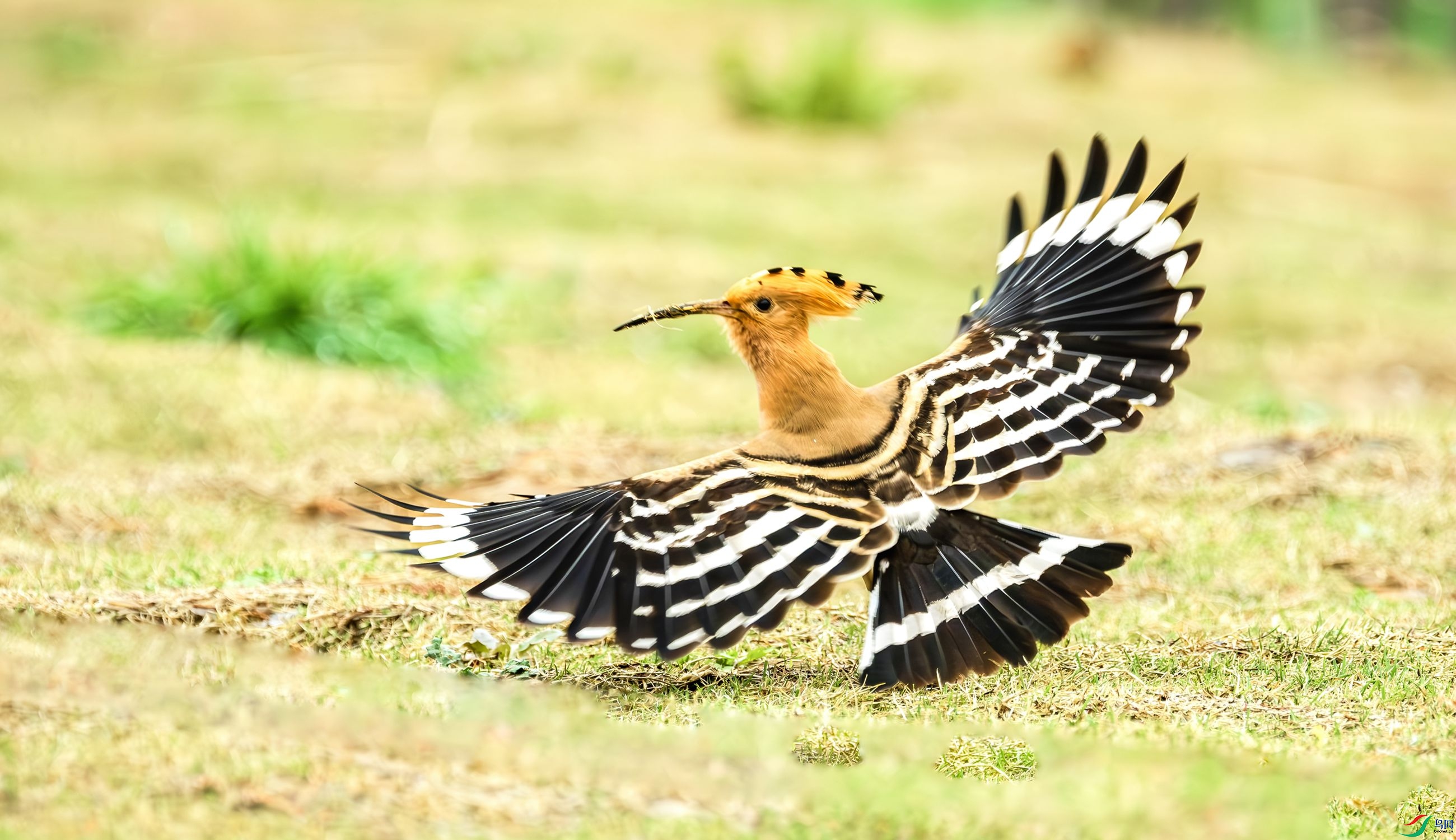 ��ʤ��չ��