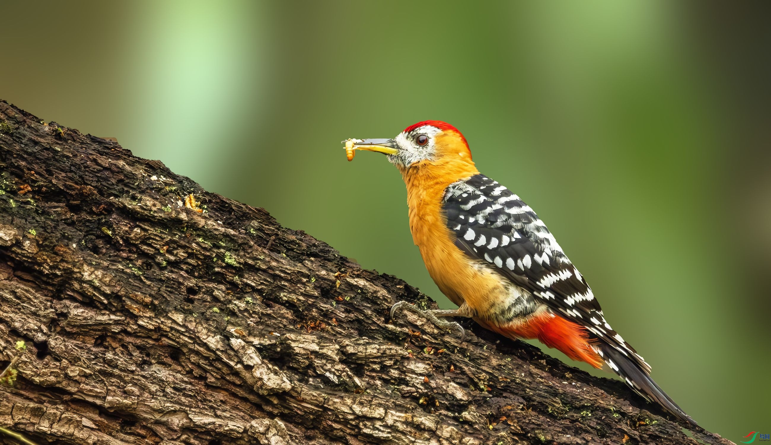 ��Ȼ��ĳ�����ͷ�D�D�D�D�D�ظ���ľ��