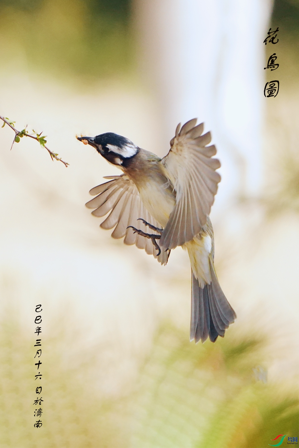 DSC09667 ����.jpg