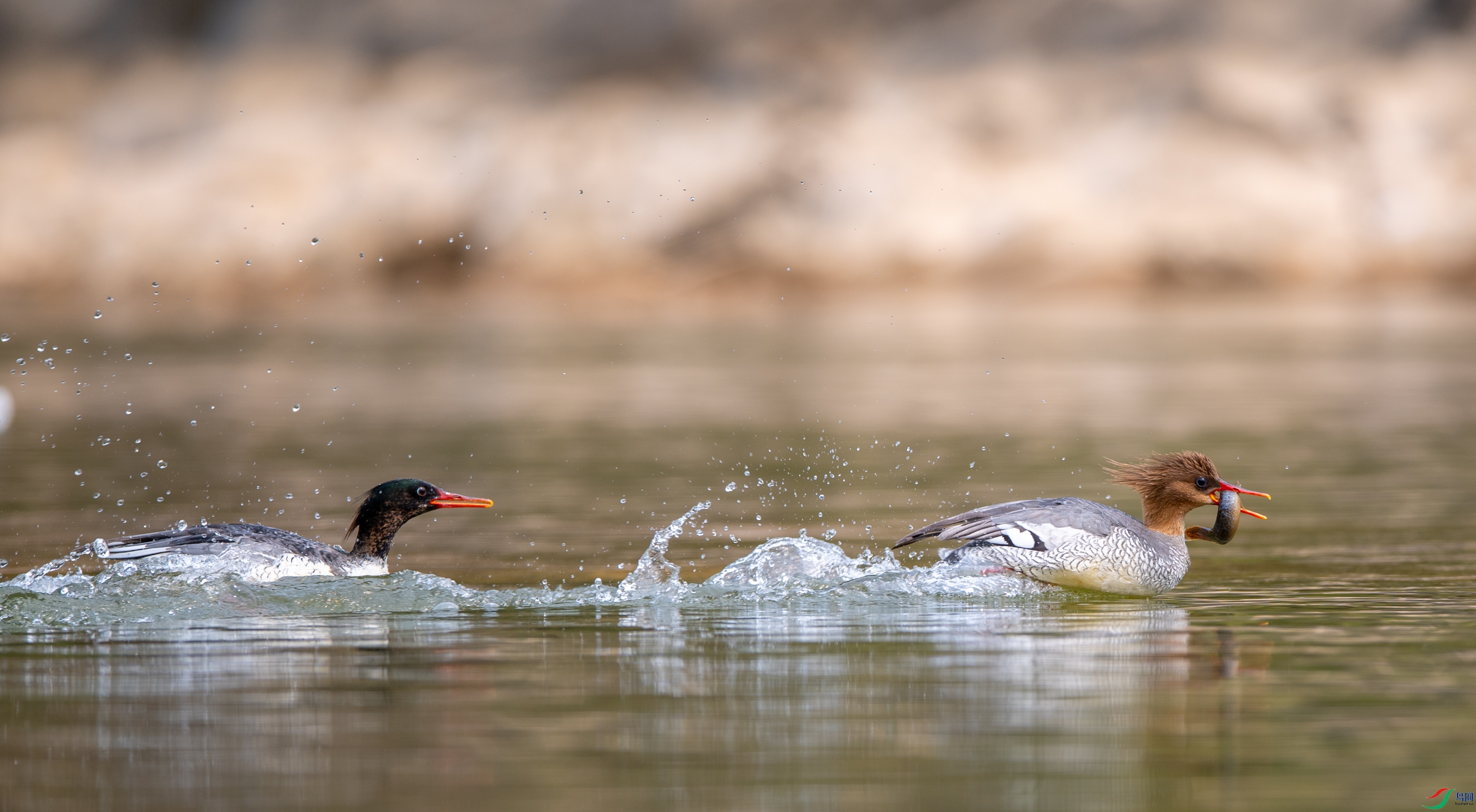 DSC_2407�л���ɳѼ.JPG
