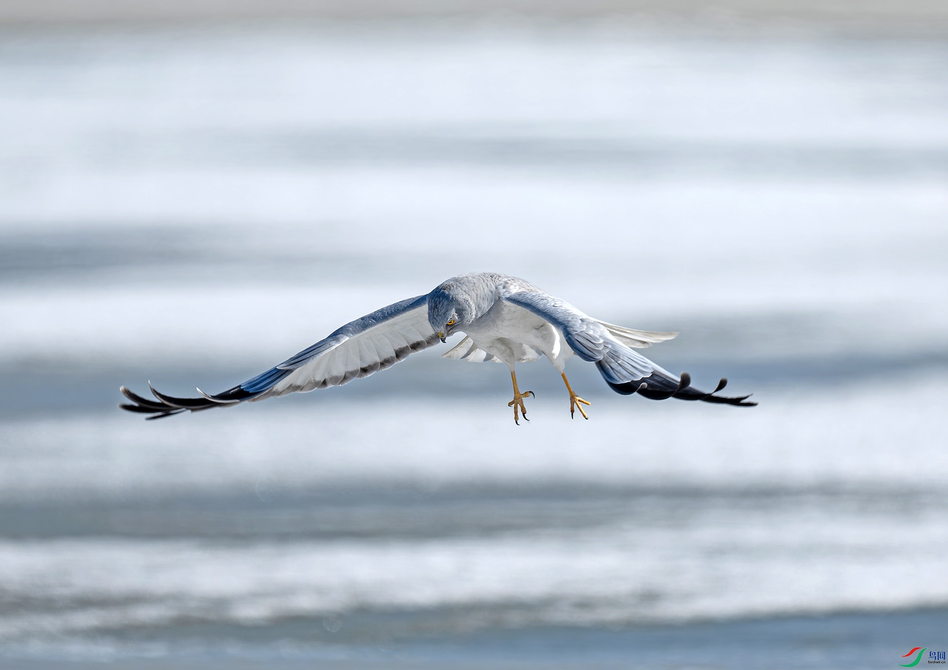 DSC_4994d.jpg