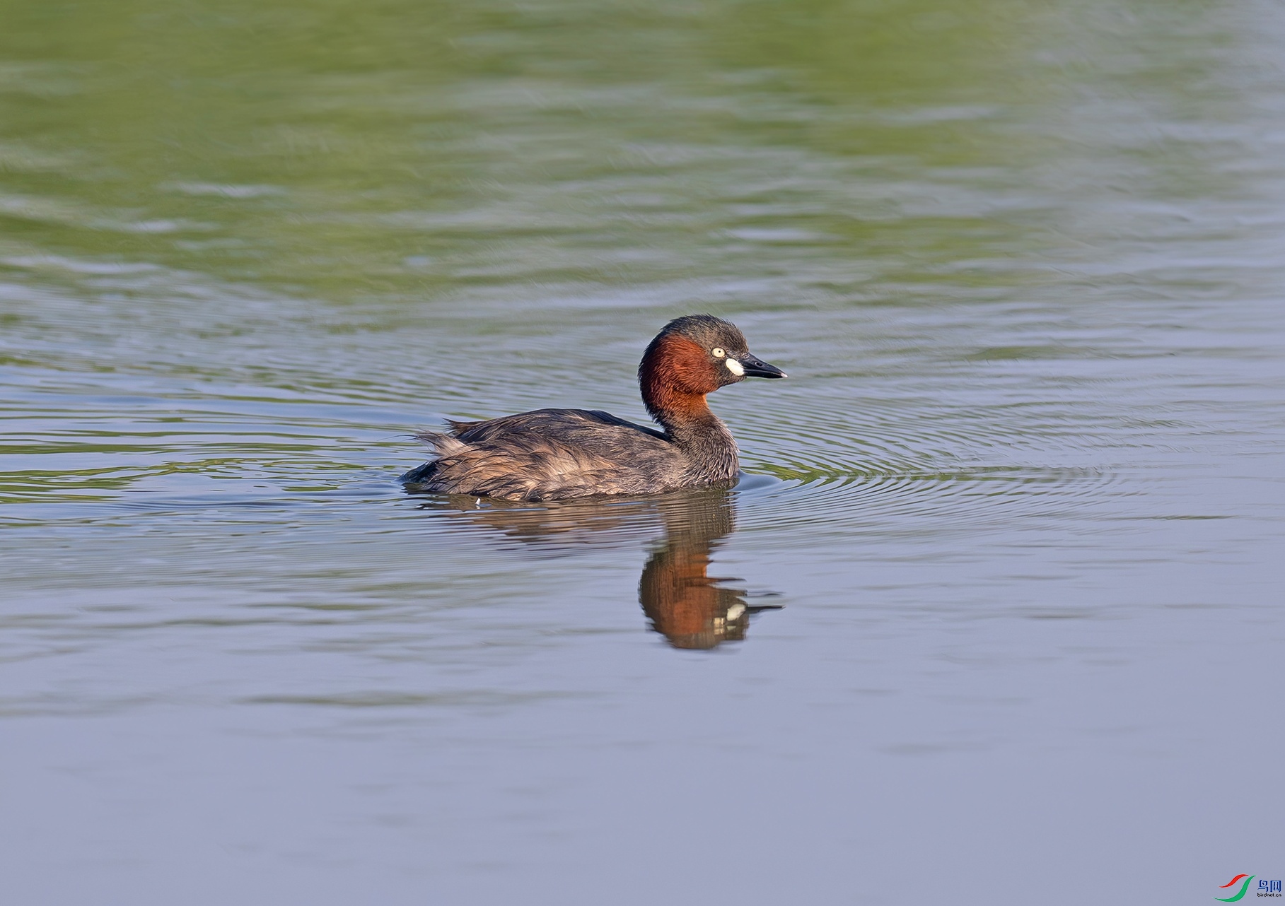 _DSC7704f.jpg