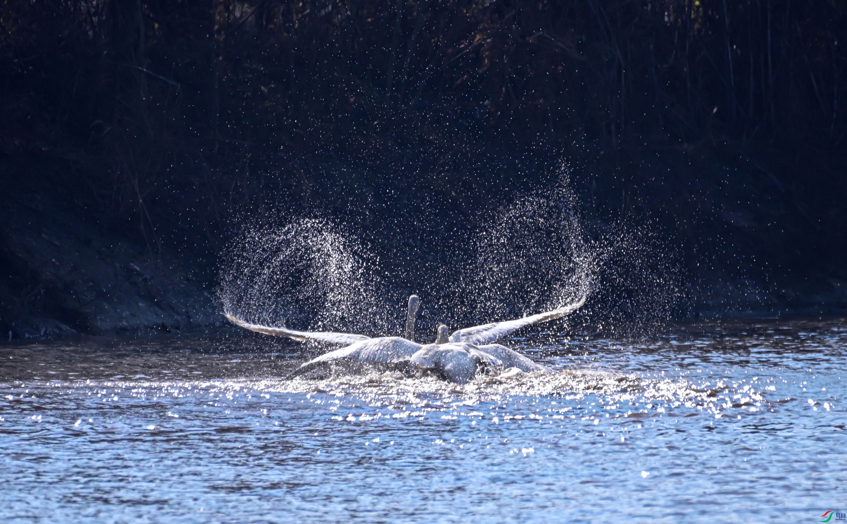DSC_7425.jpg