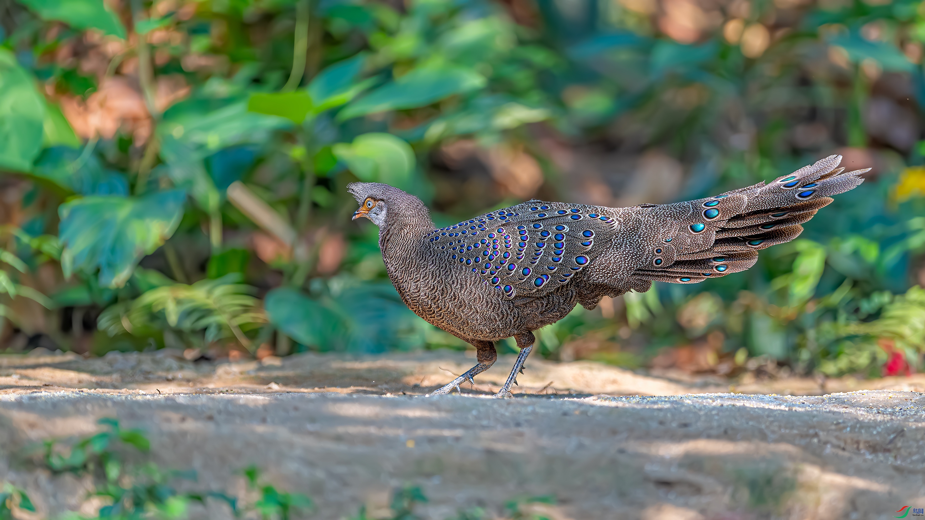 _DSC9700-.jpg