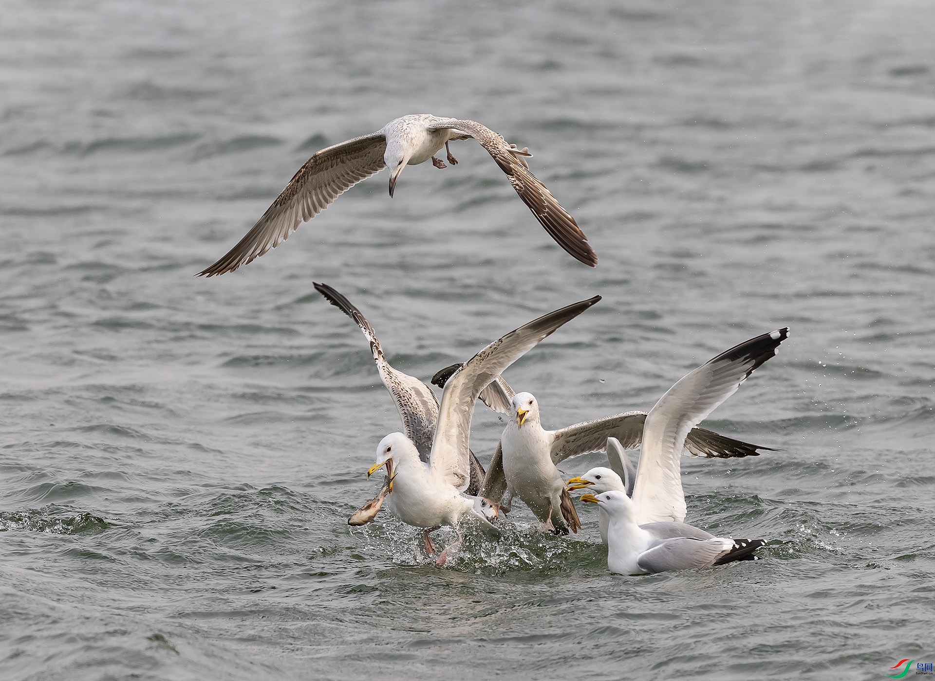 019A5586 ����.jpg