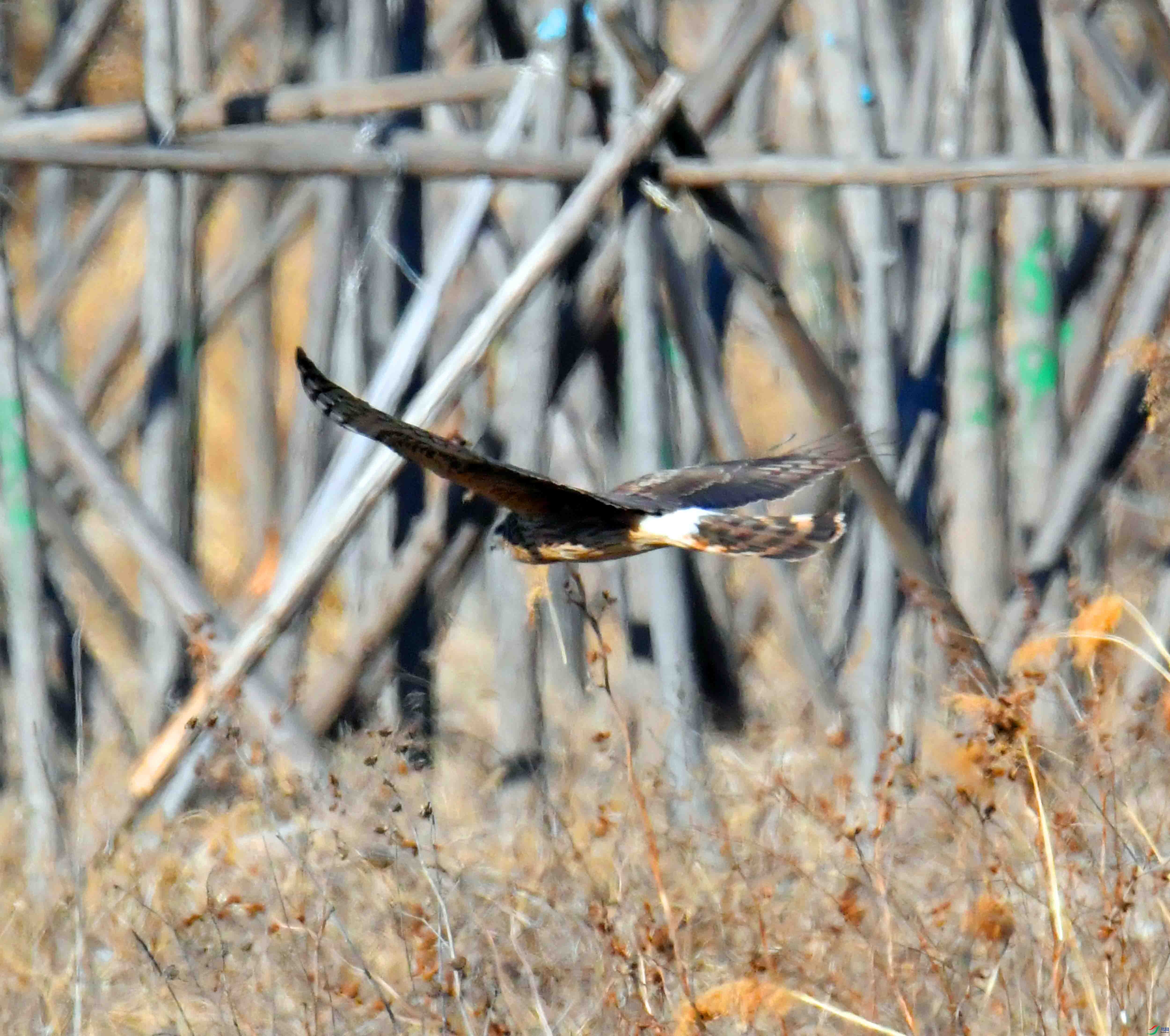 DSC_4284.JPG