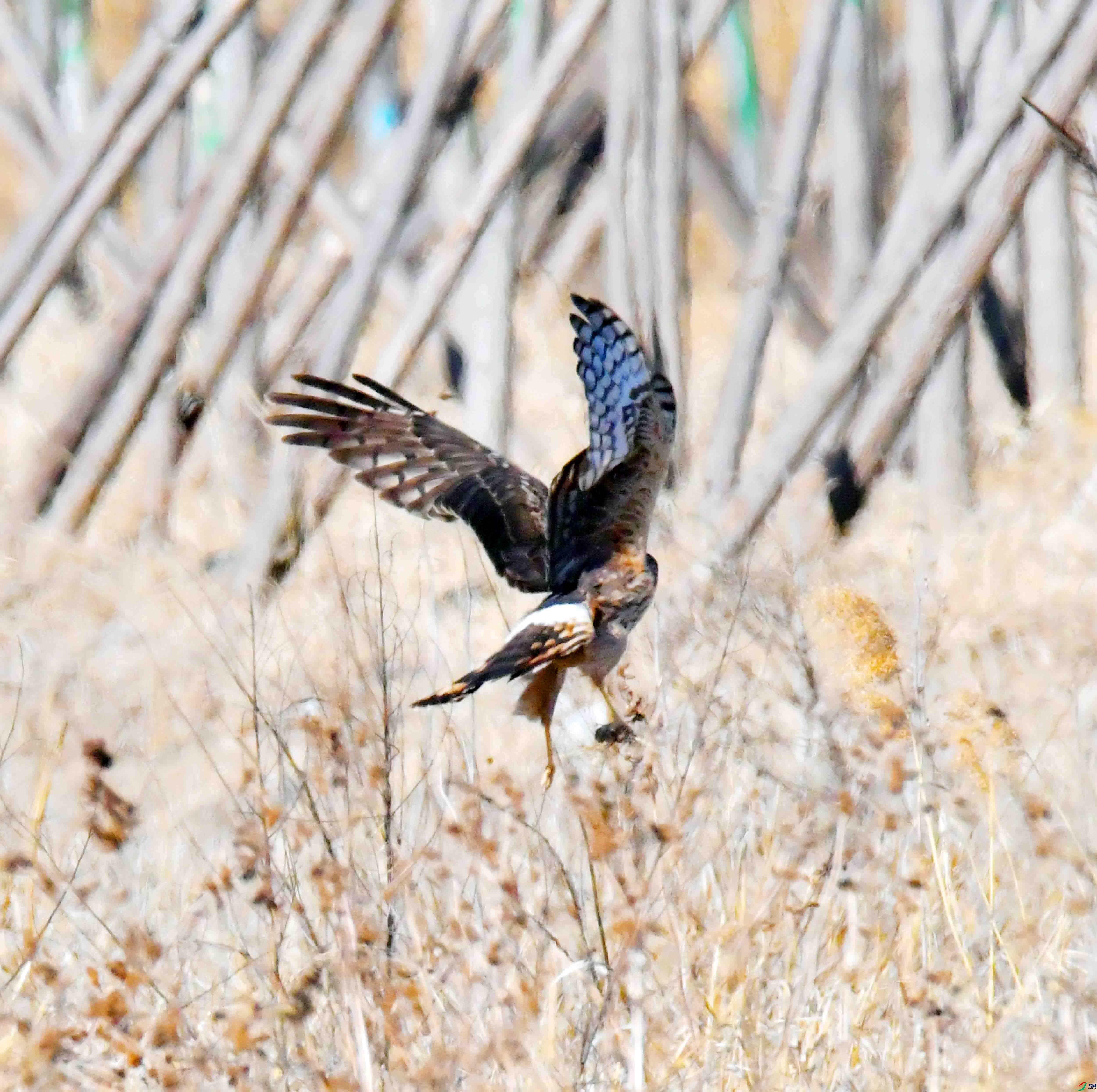 DSC_4295.JPG