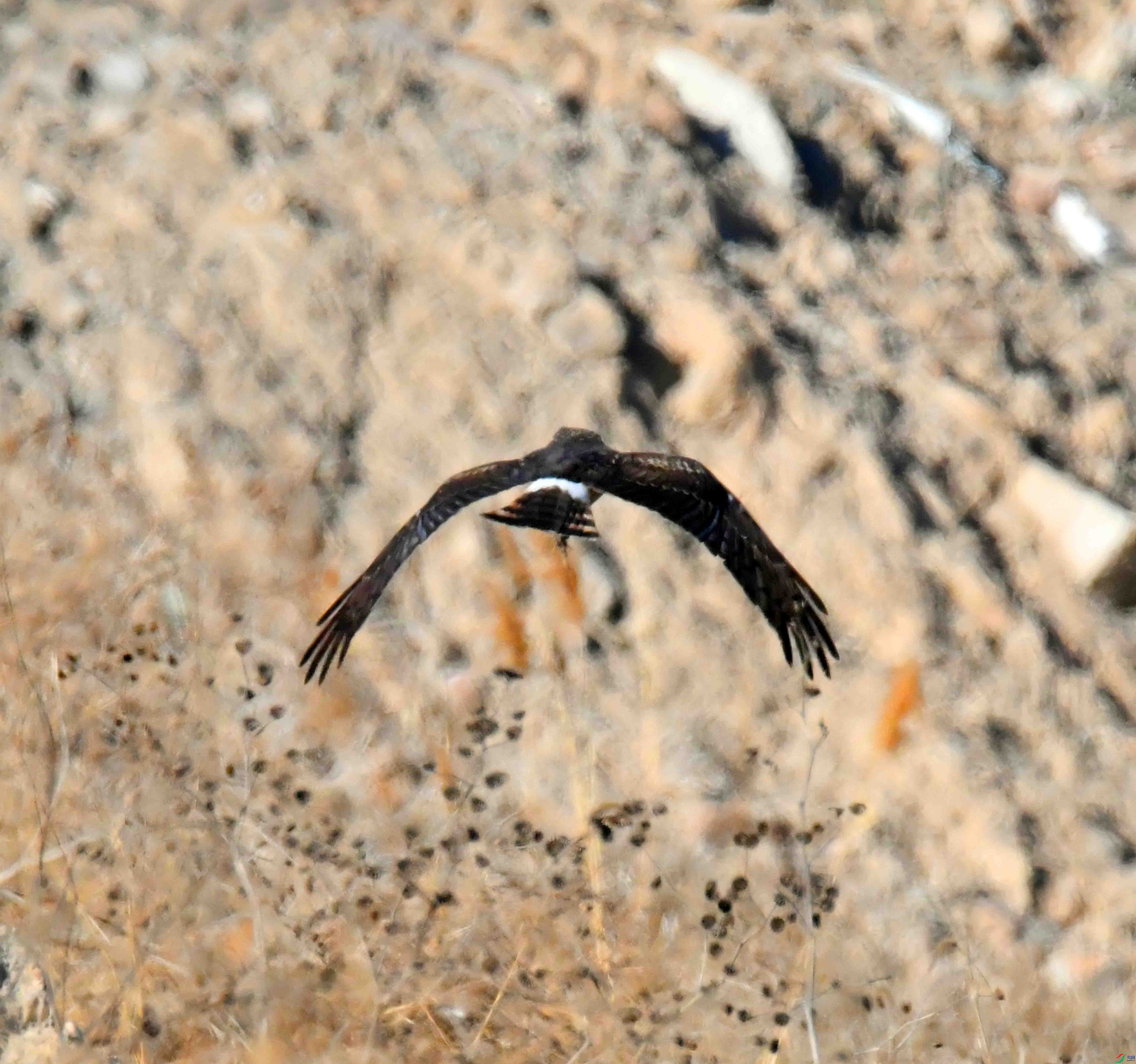 DSC_4329.JPG