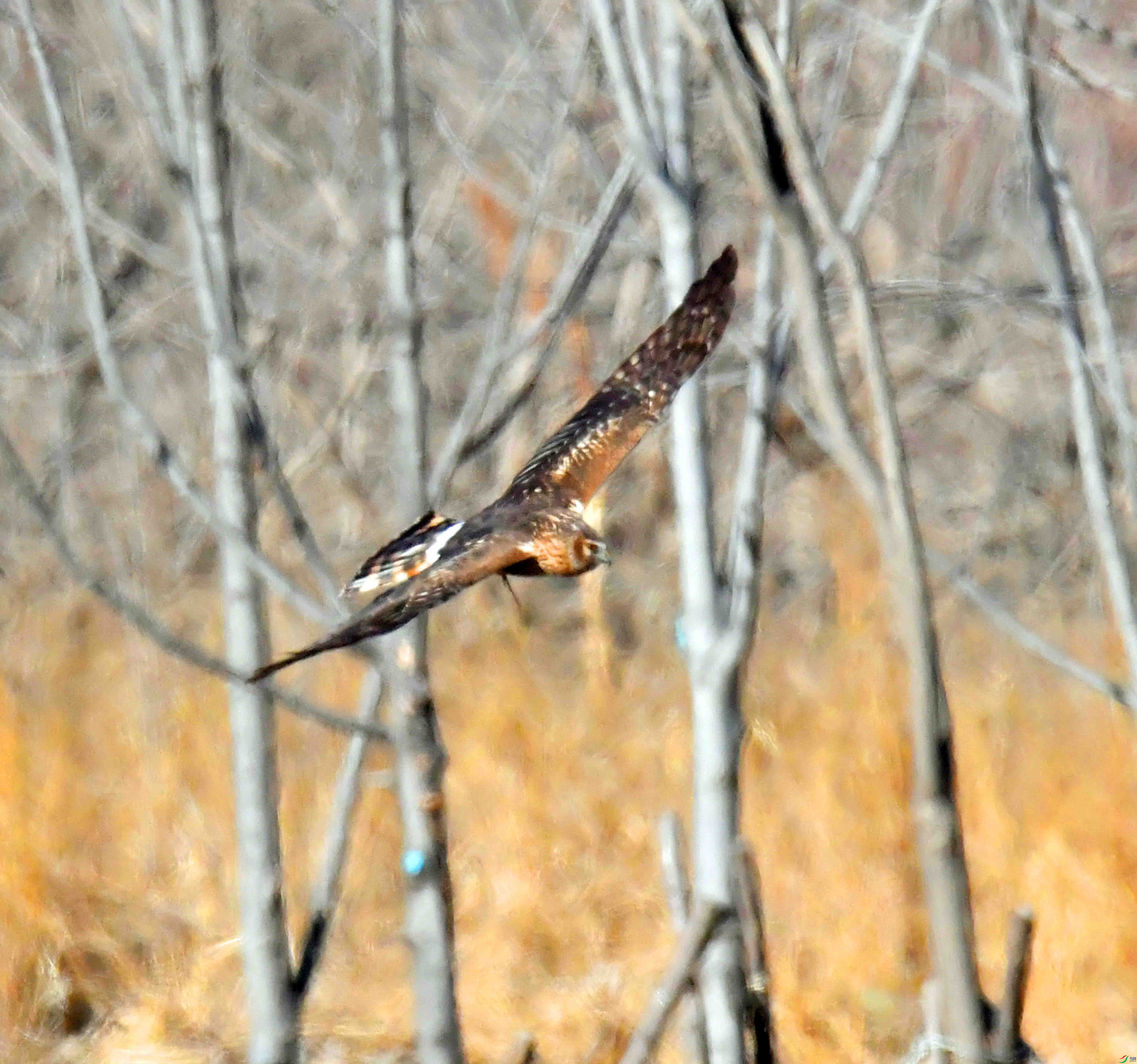 DSC_4336.JPG