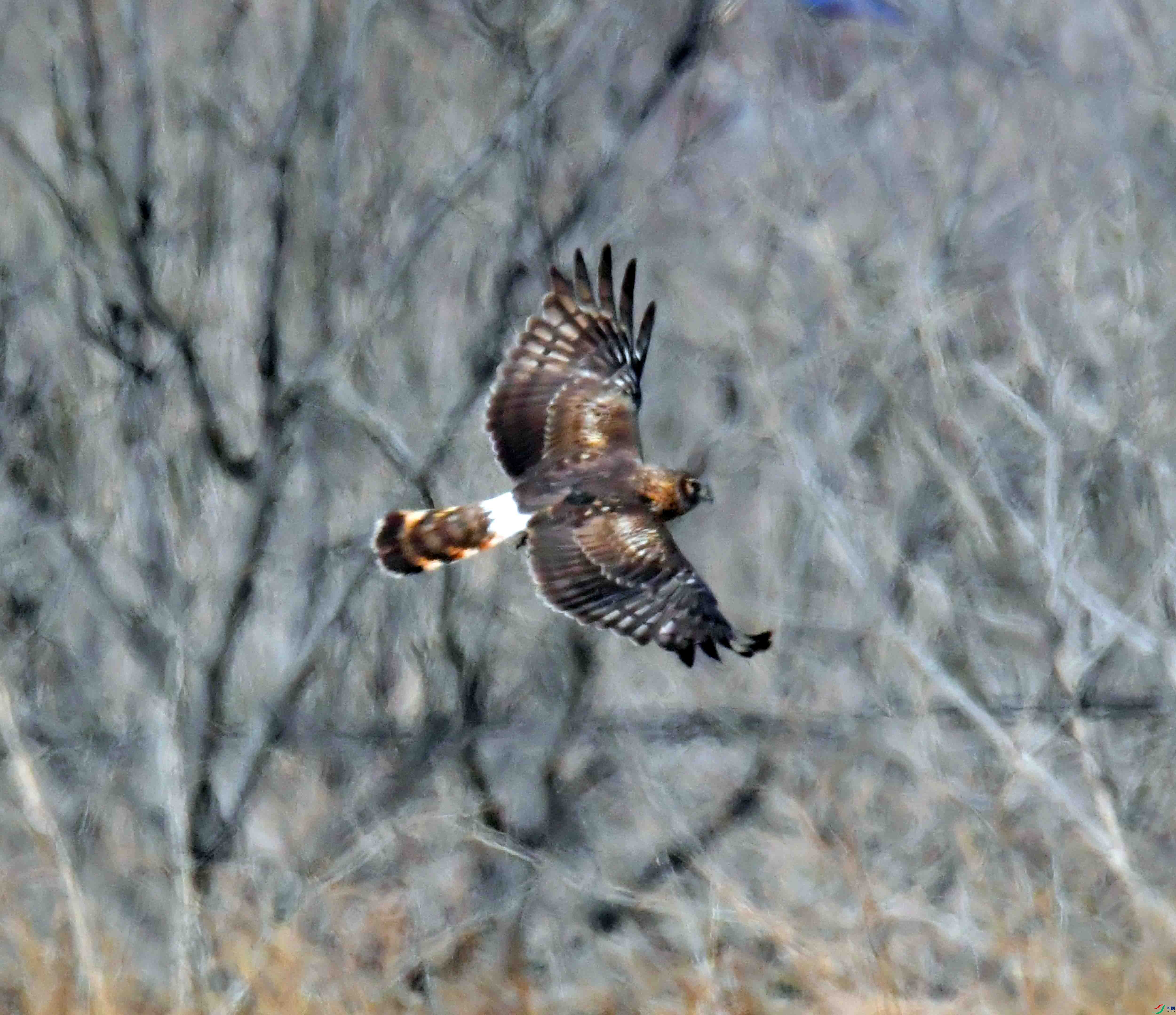 DSC_4335.JPG