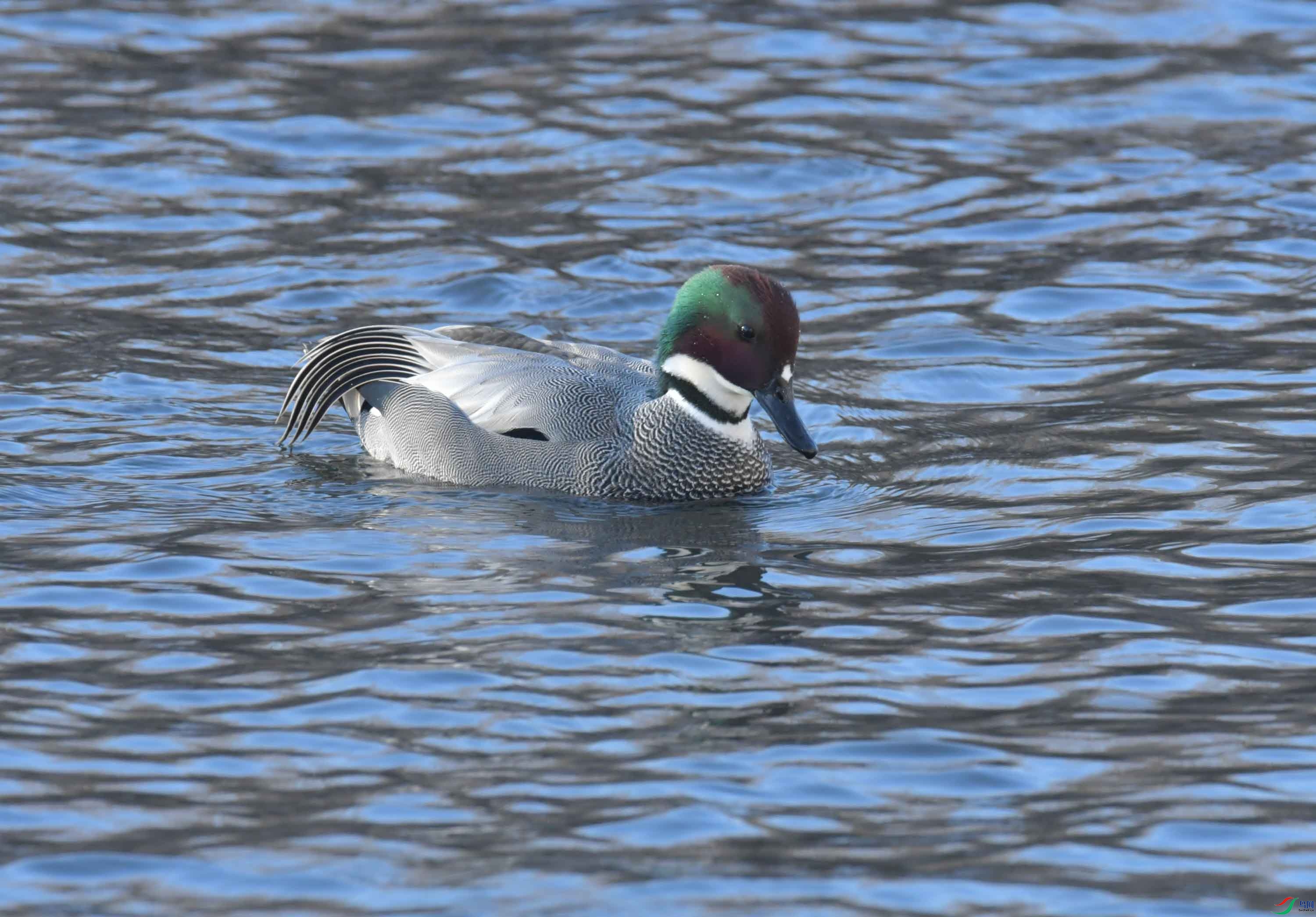 DSC_9566.JPG