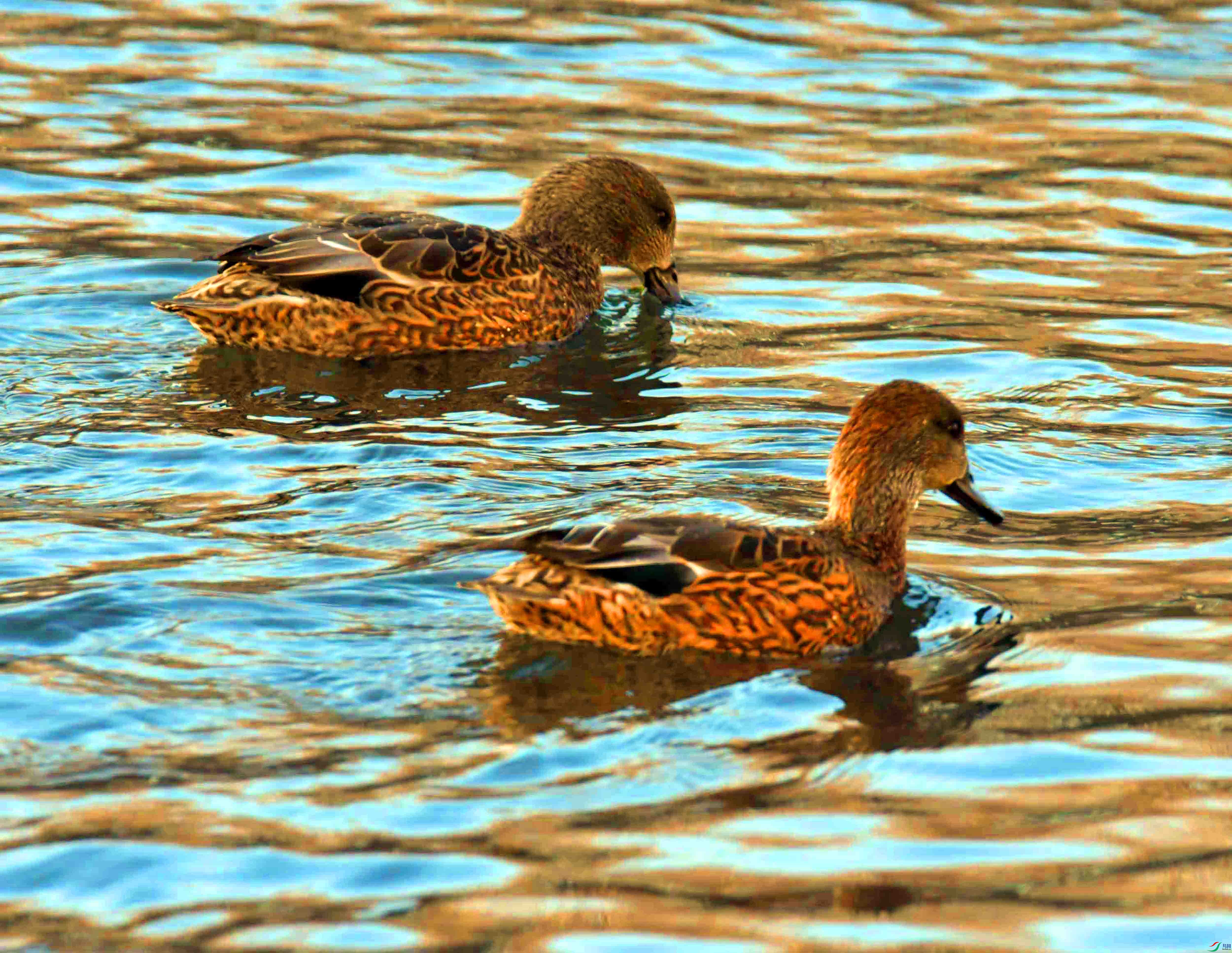 DSC_9574.JPG
