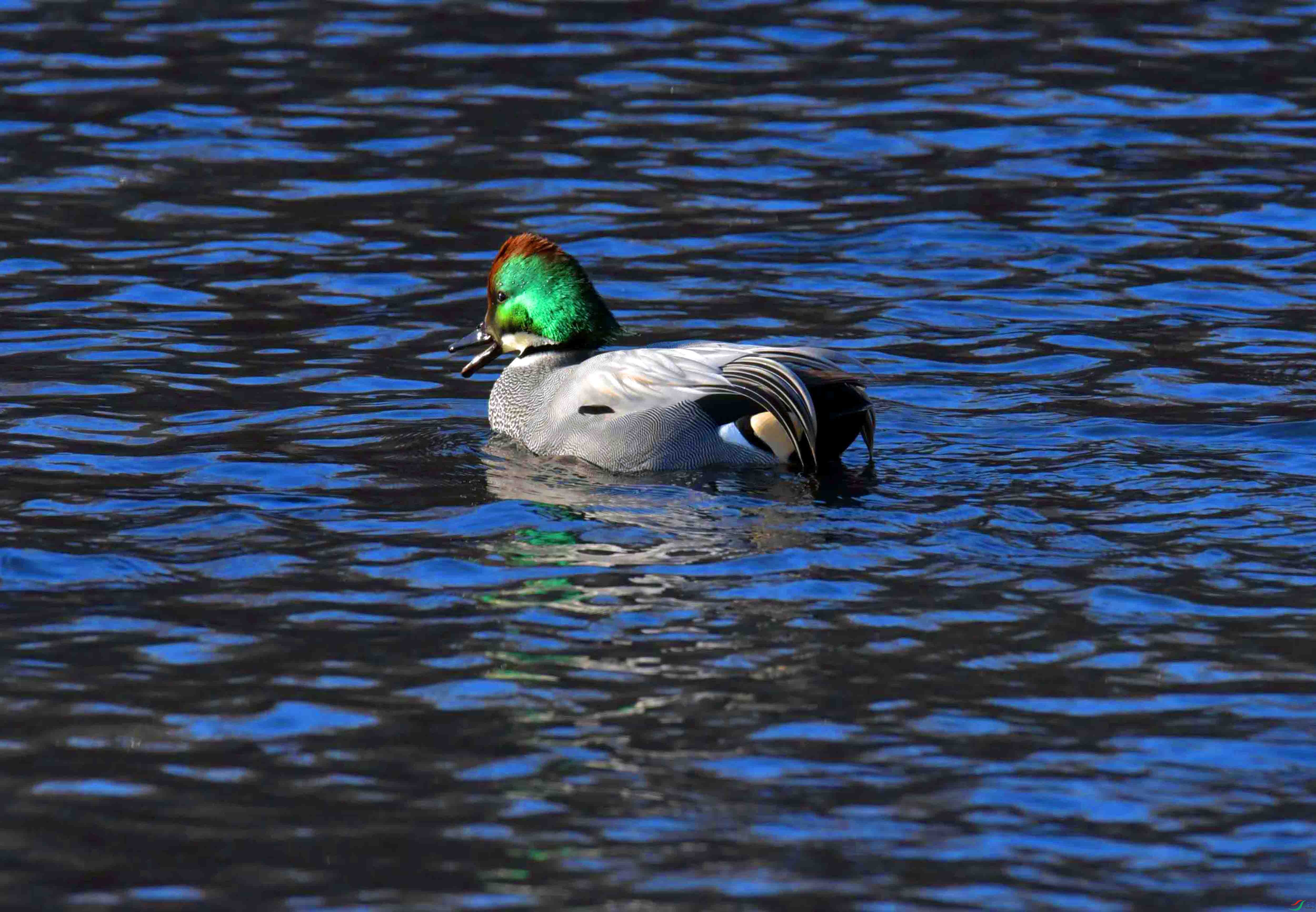 DSC_9584.JPG
