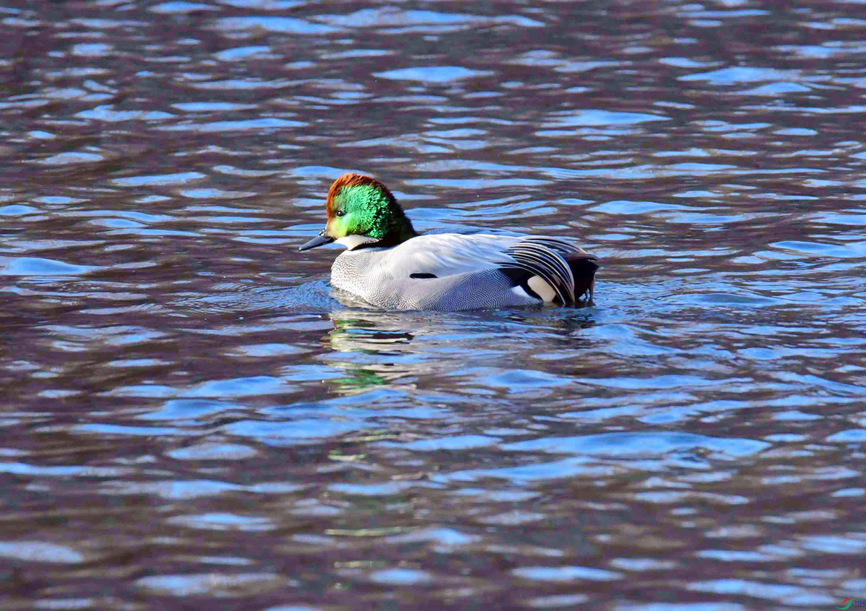 DSC_9585.JPG