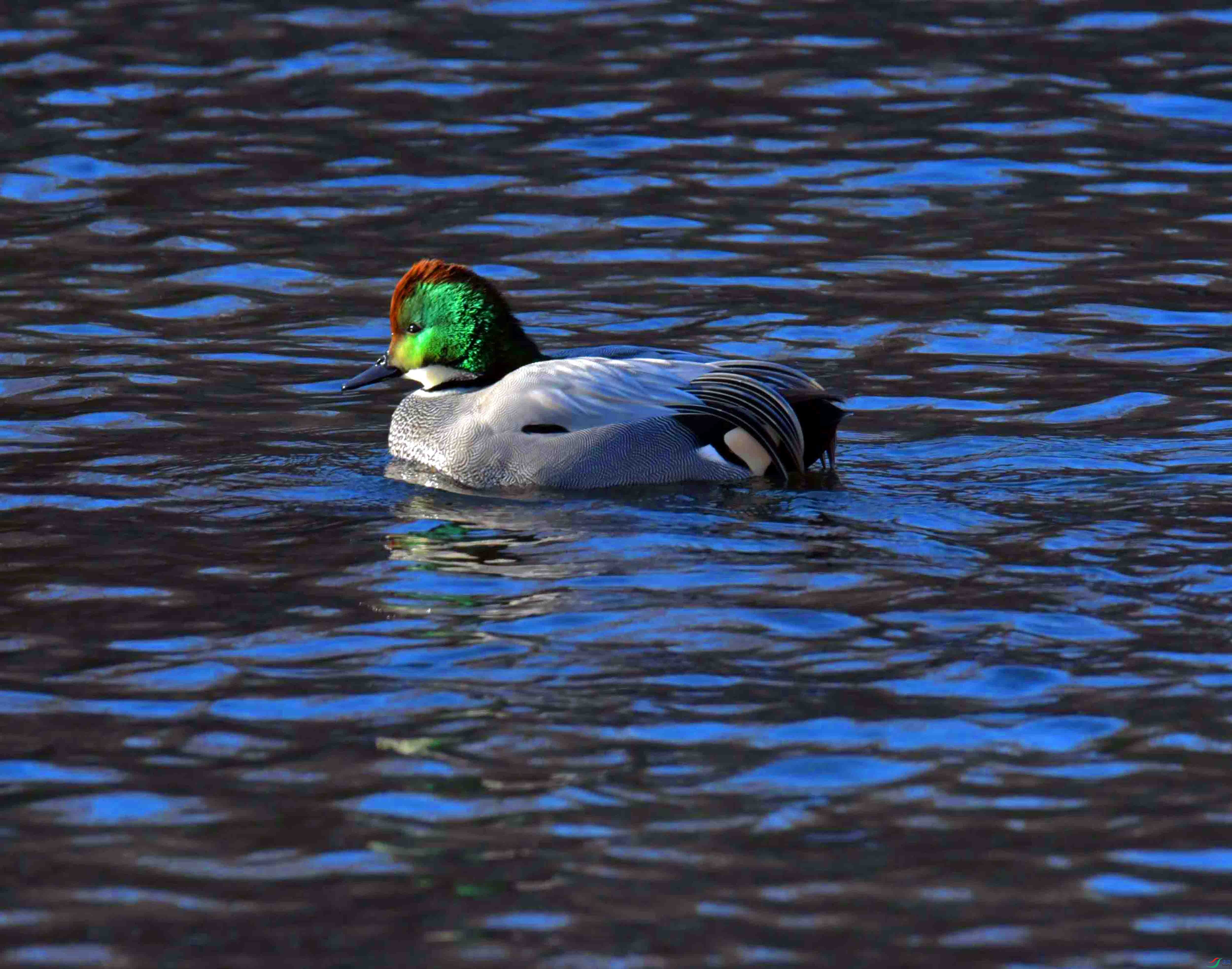 DSC_9586.JPG