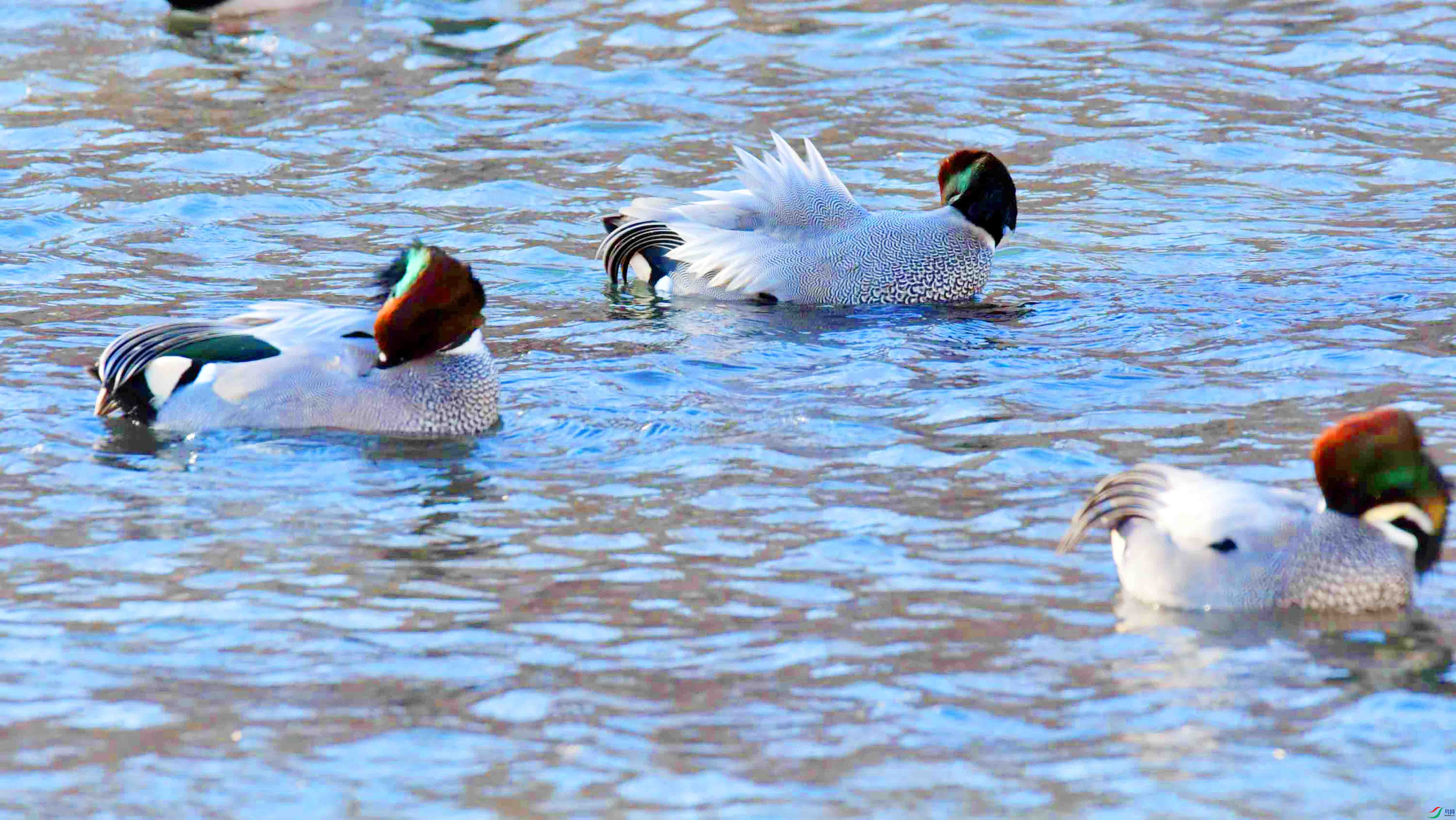 DSC_9587.JPG