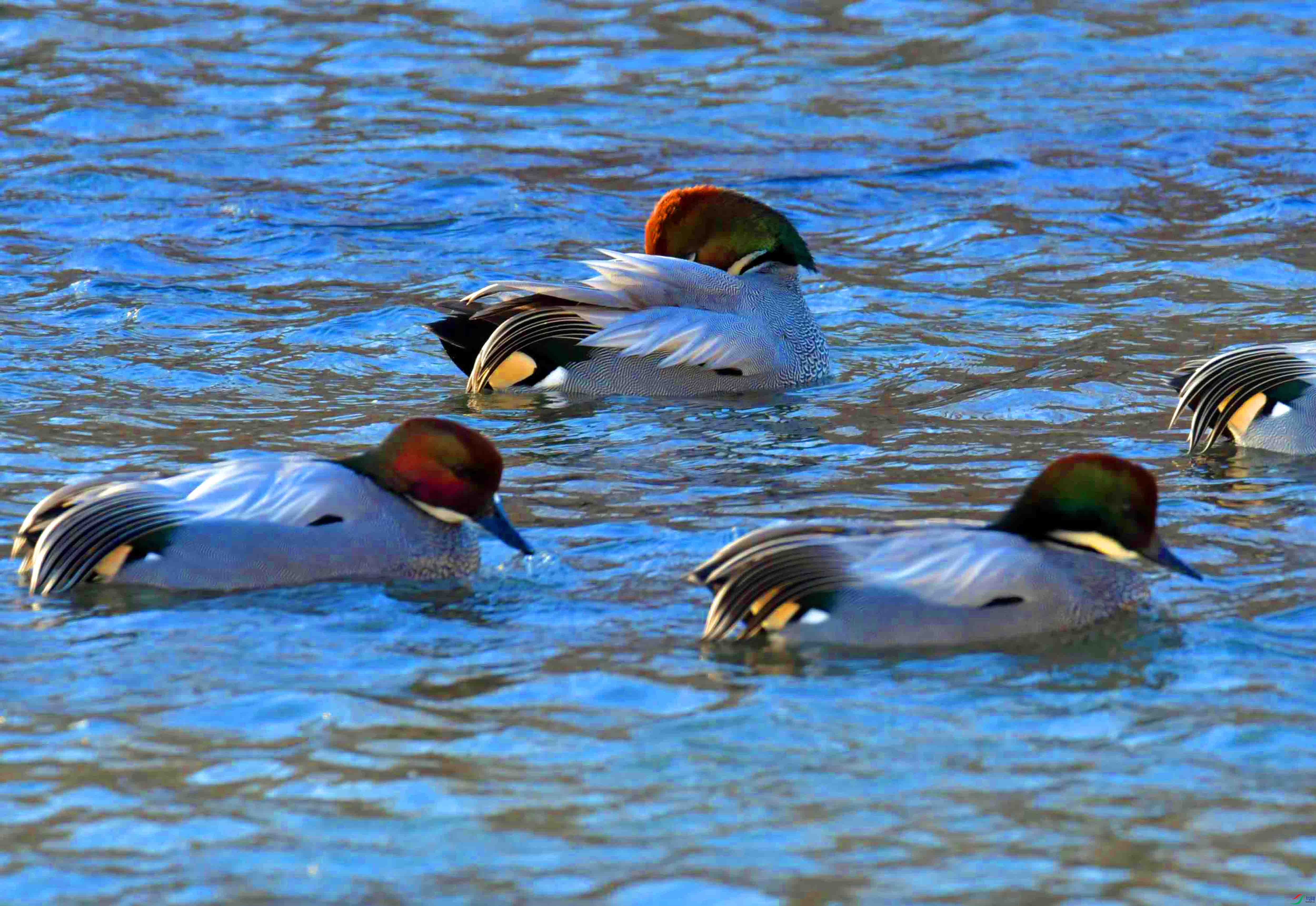 DSC_9595.JPG