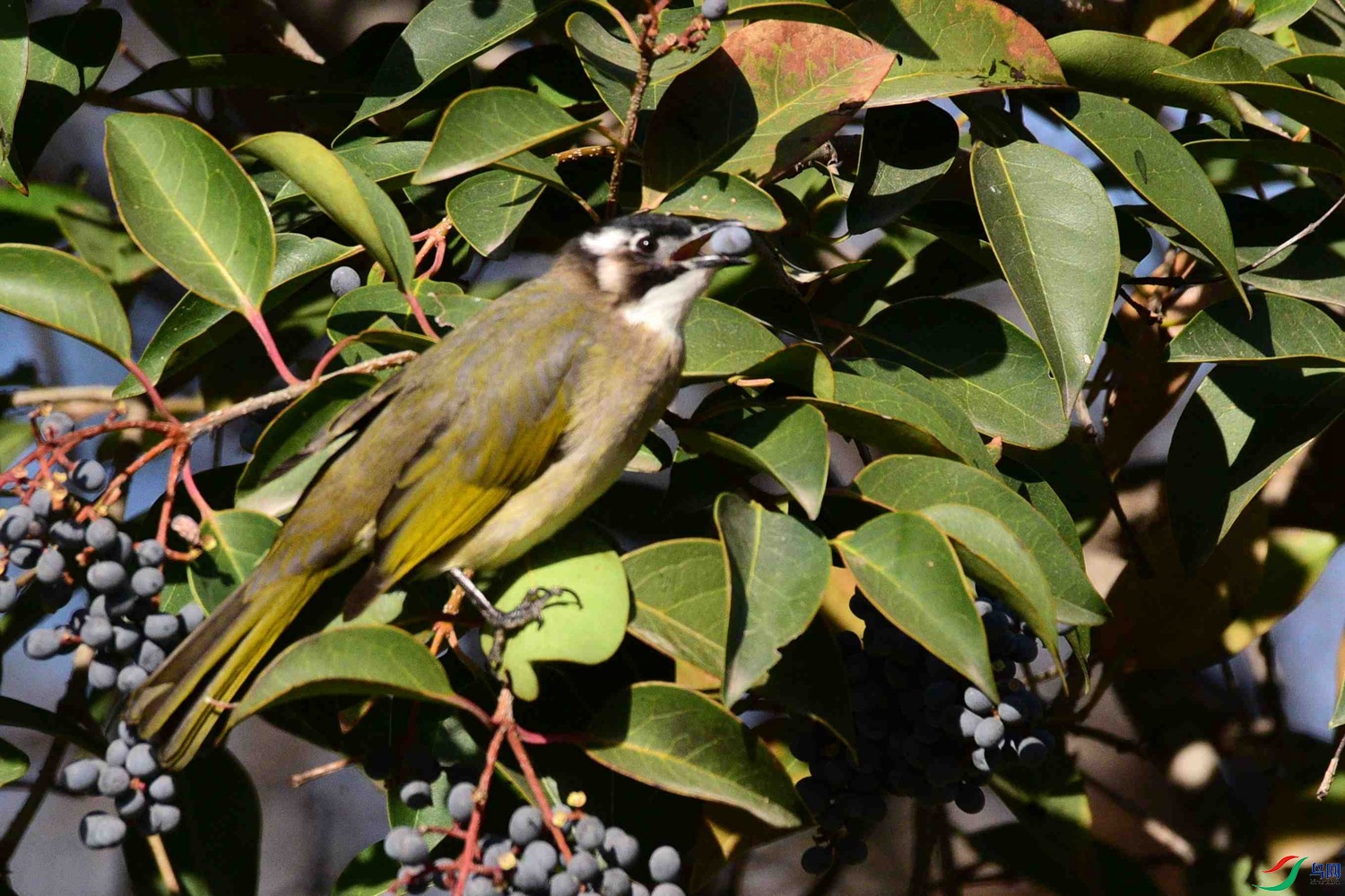 DSC_9378.JPG