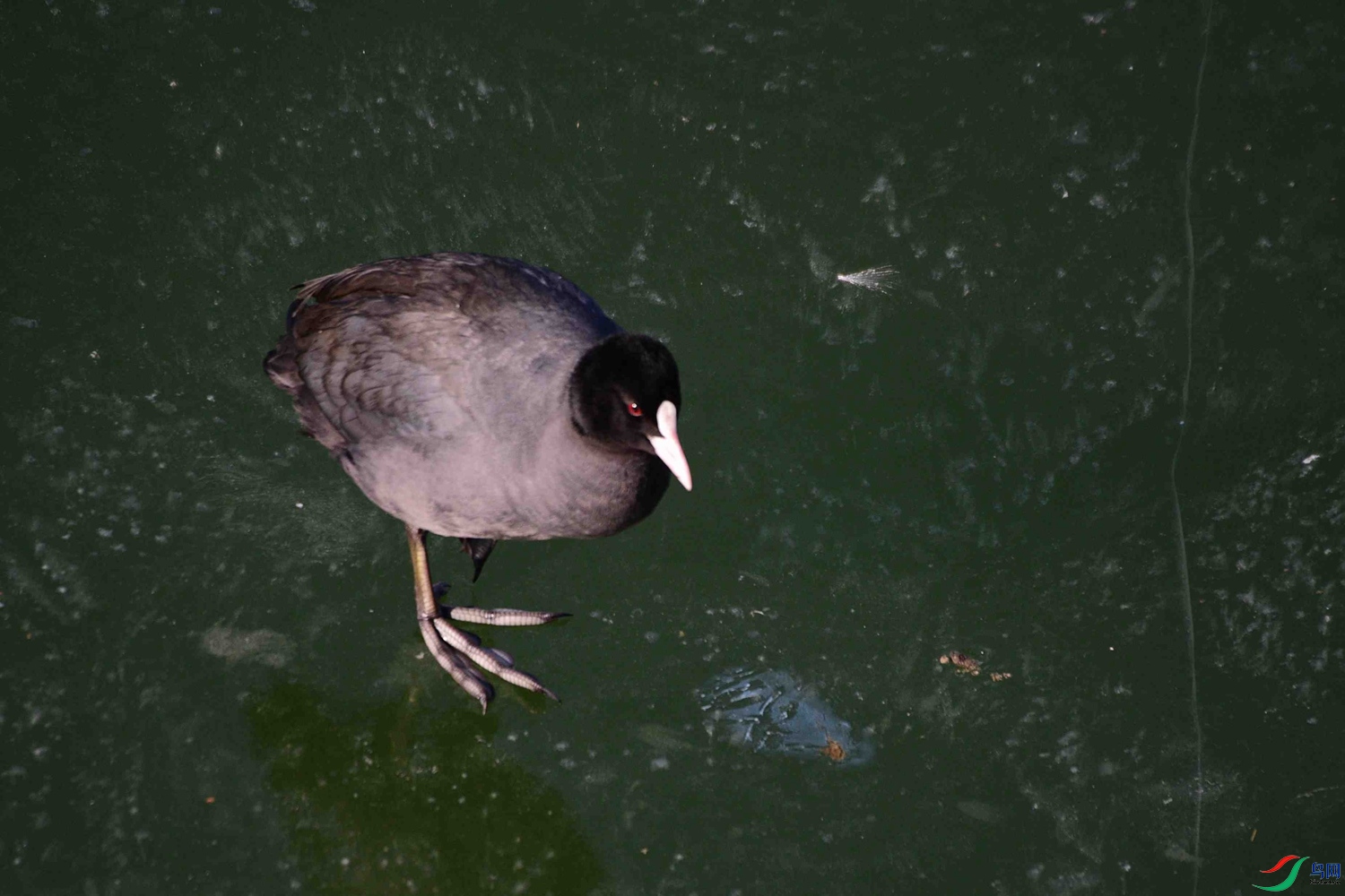 DSC_9579.JPG