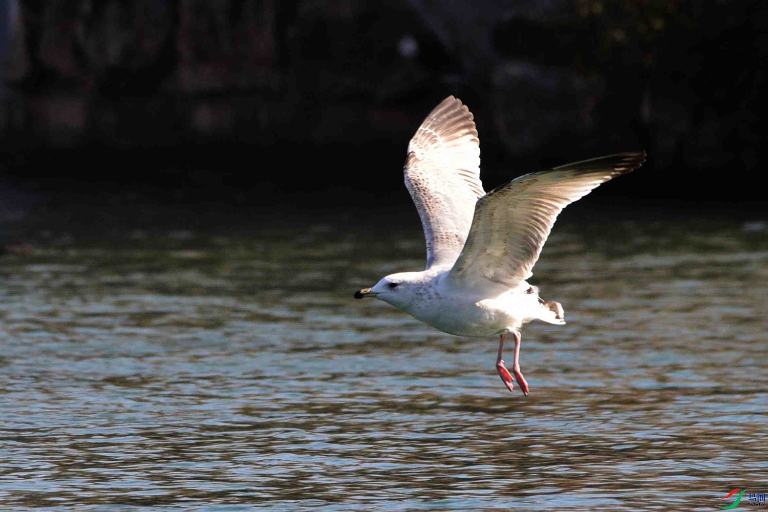 DSC_9751.JPG