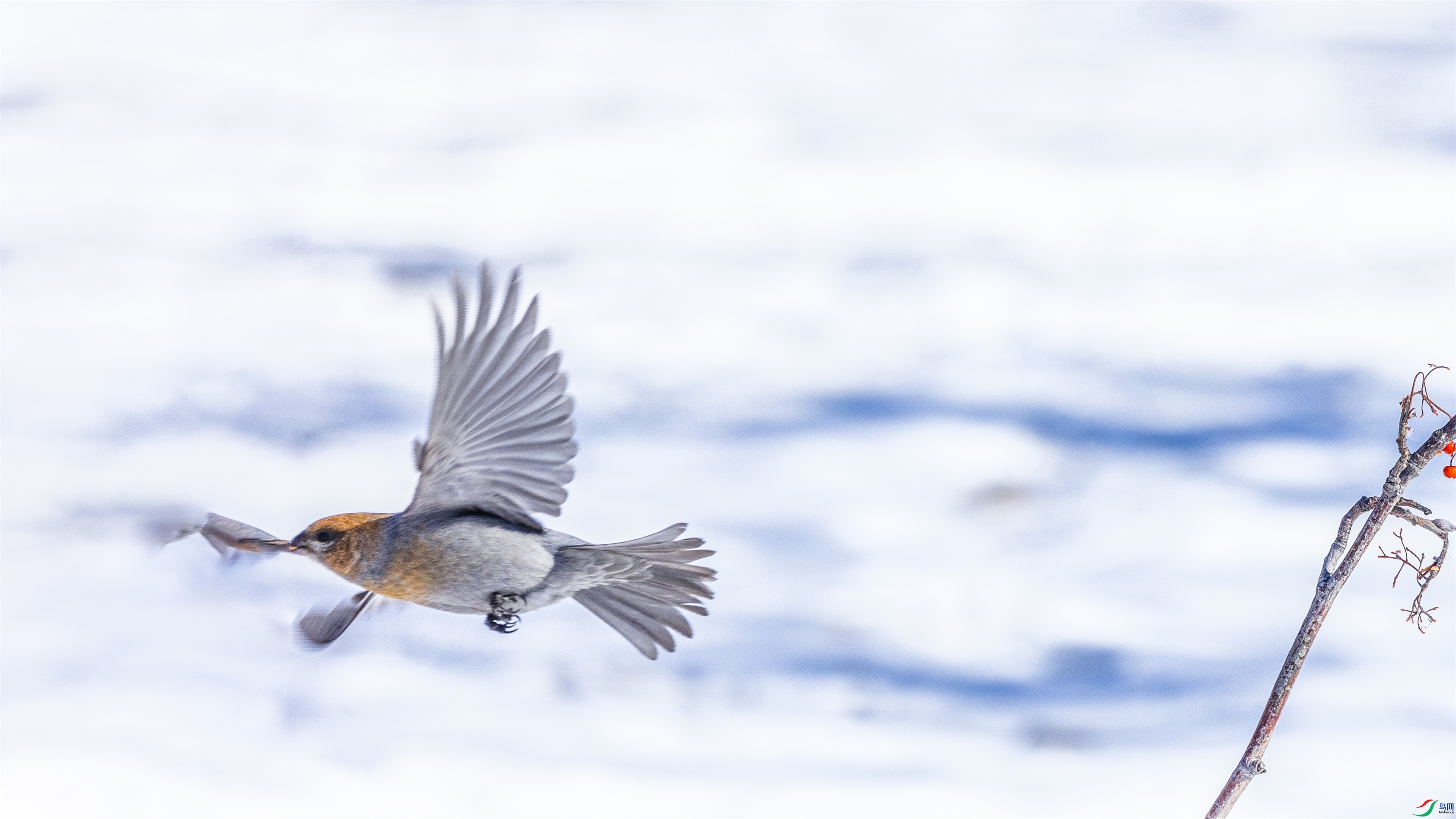 1K3A3739 ����1.jpg