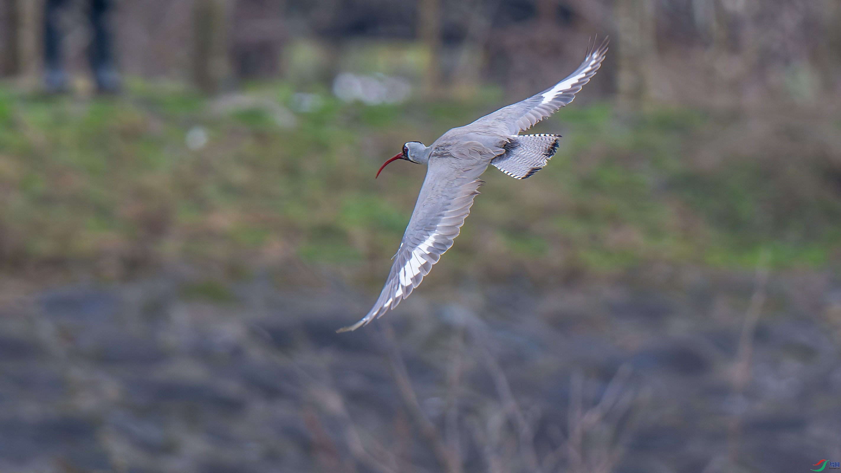 DSC_2887-����ǿ-NR.jpg