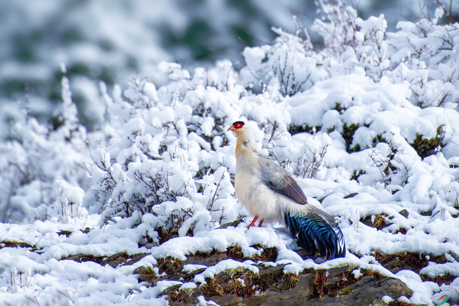 DSC_7619-1.jpg