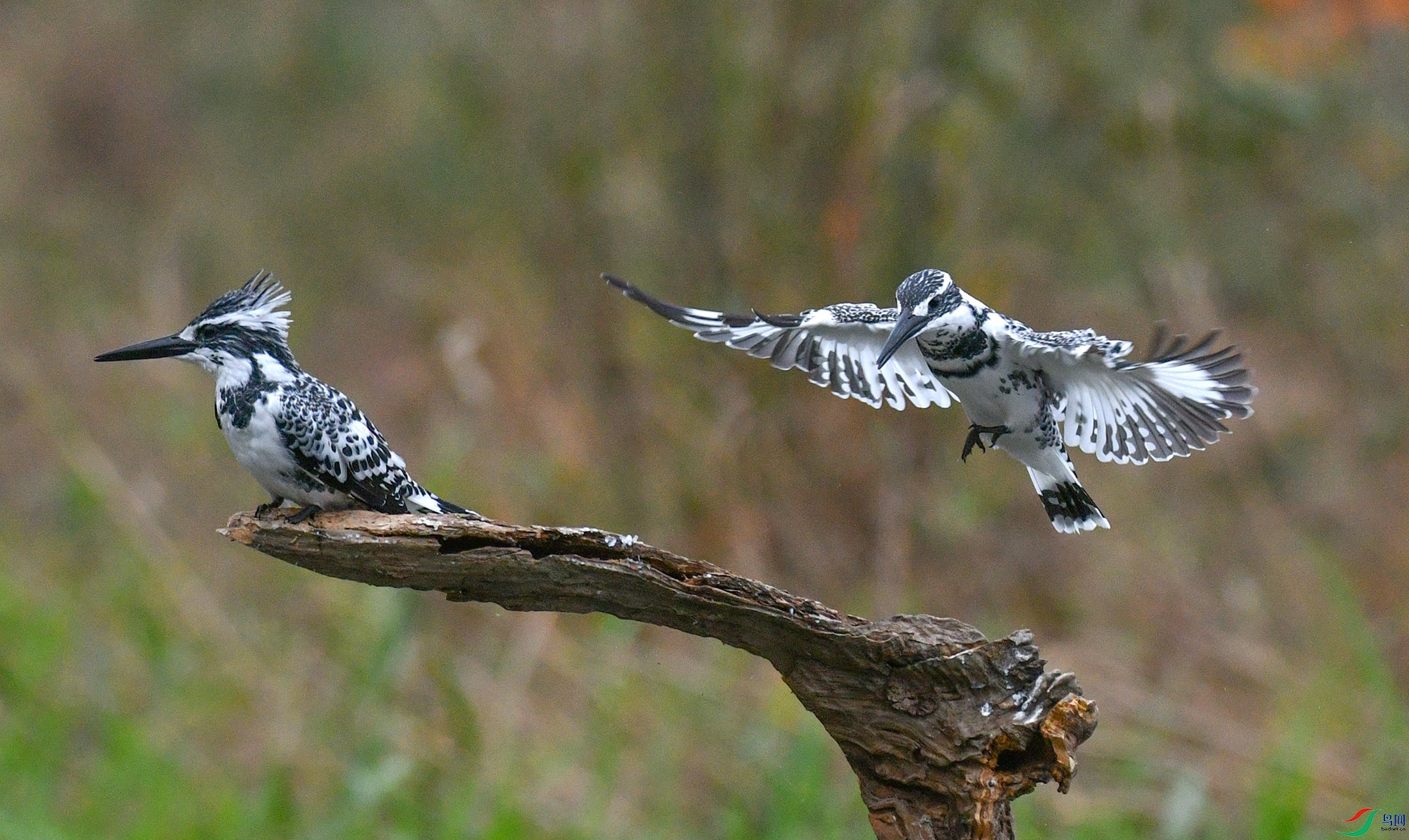 DSC_2677.JPG