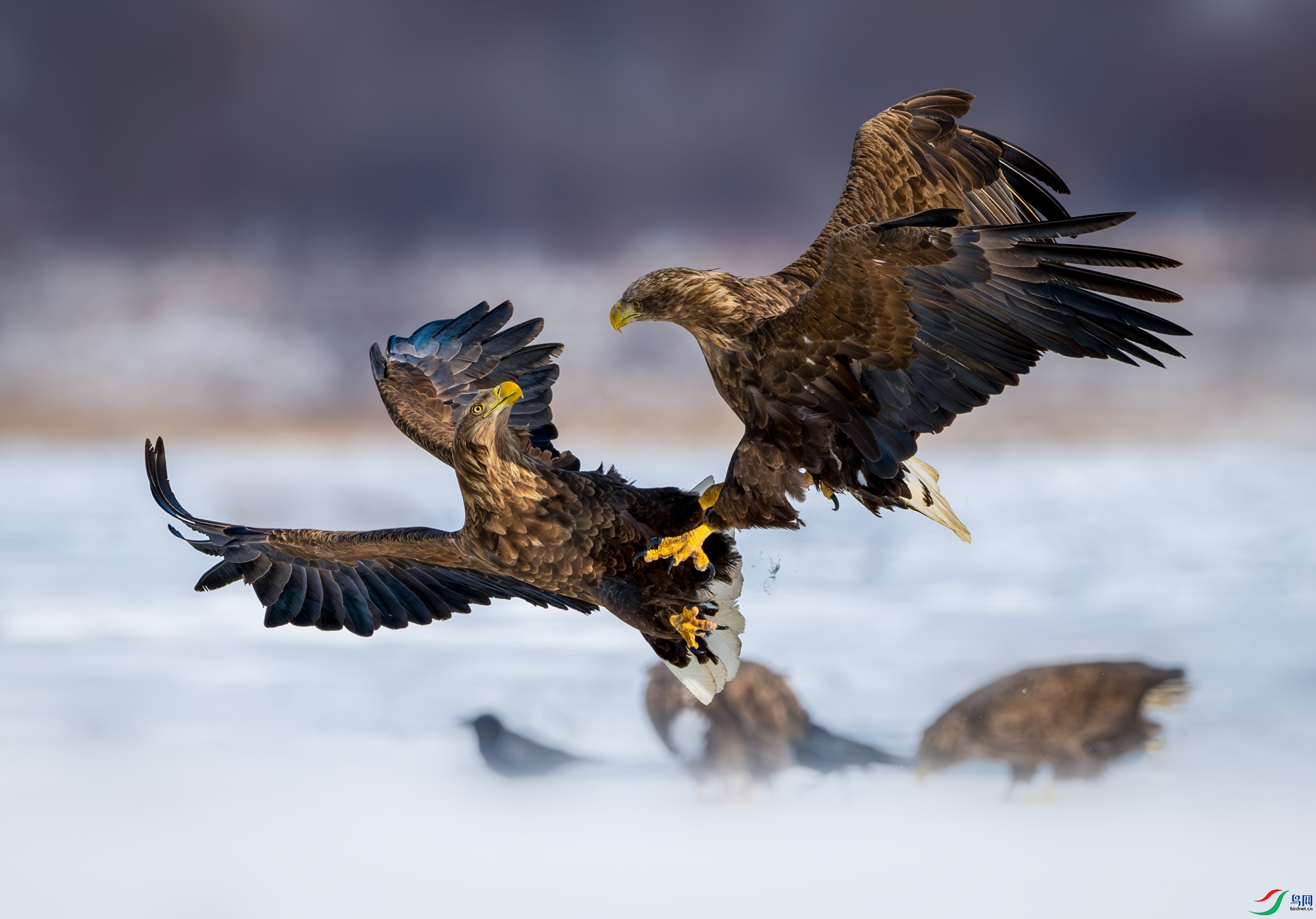 _LXB9190-����ǿ-NR.jpg