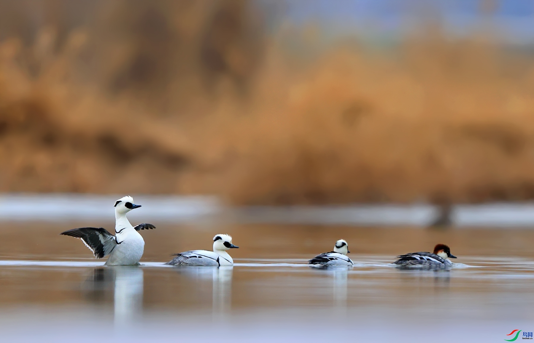 ÿ�ռ��� �����Ż��İ�ͷ��ɳѼ.jpg