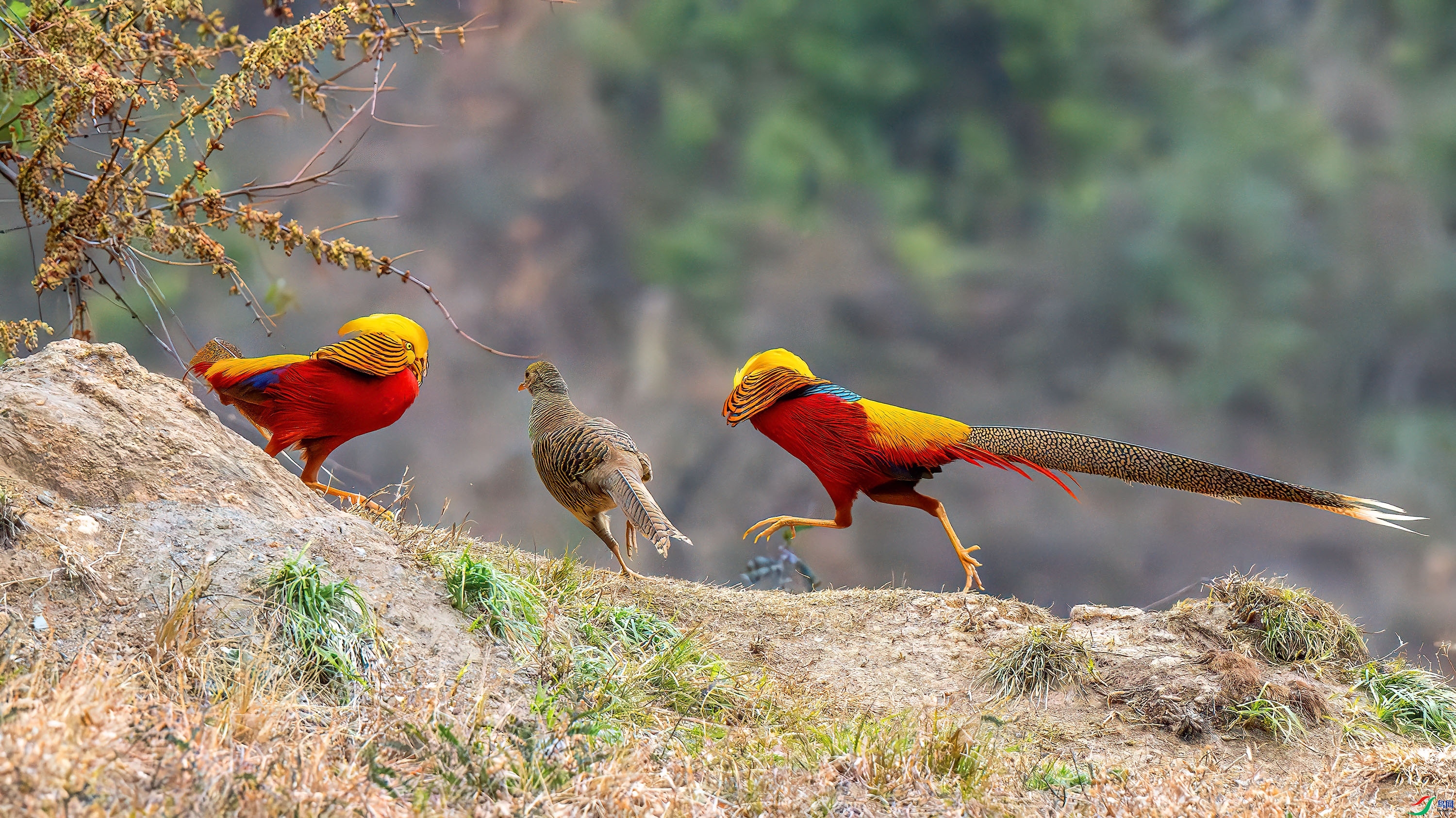 ˫����� ���� ����ǿ ����.jpg