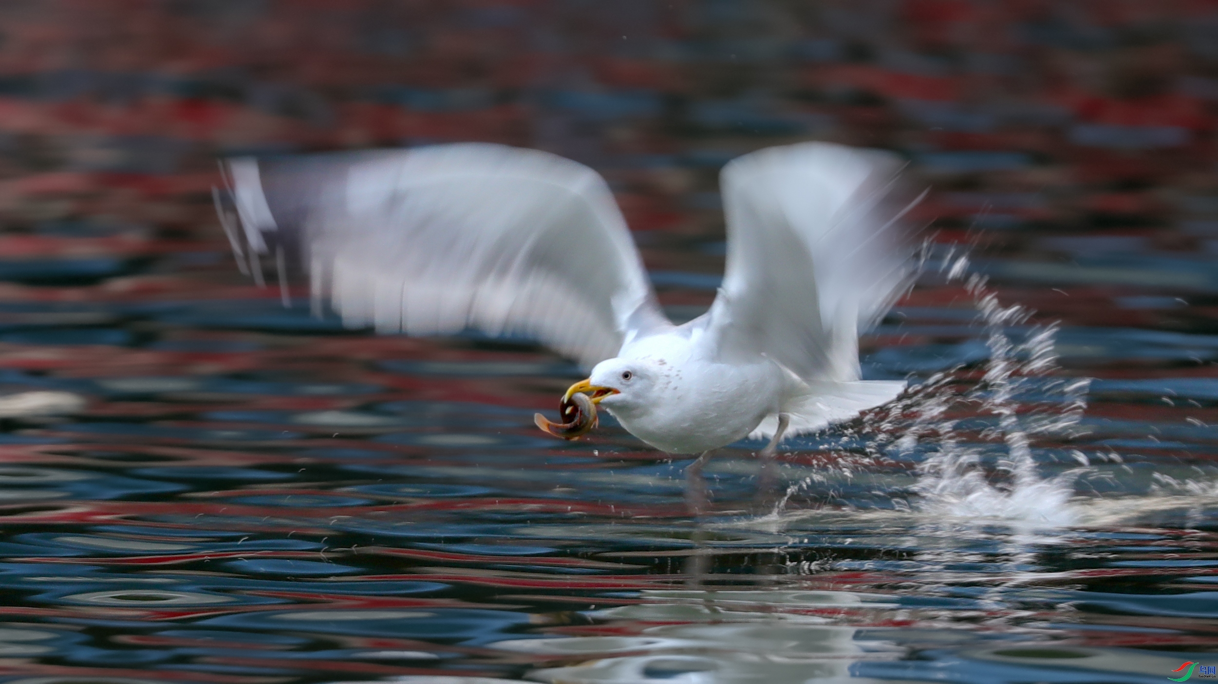 ������-����������Ÿ  ���� ���� ����.jpg