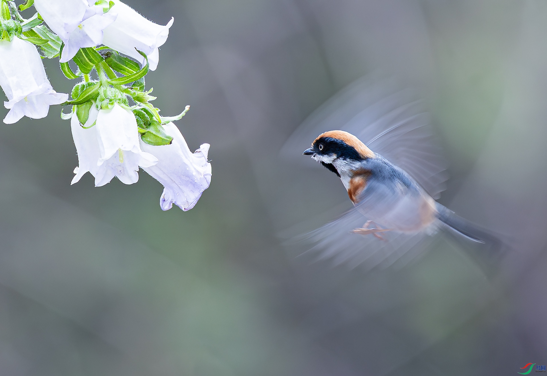 ��ͷ��βɽȸ