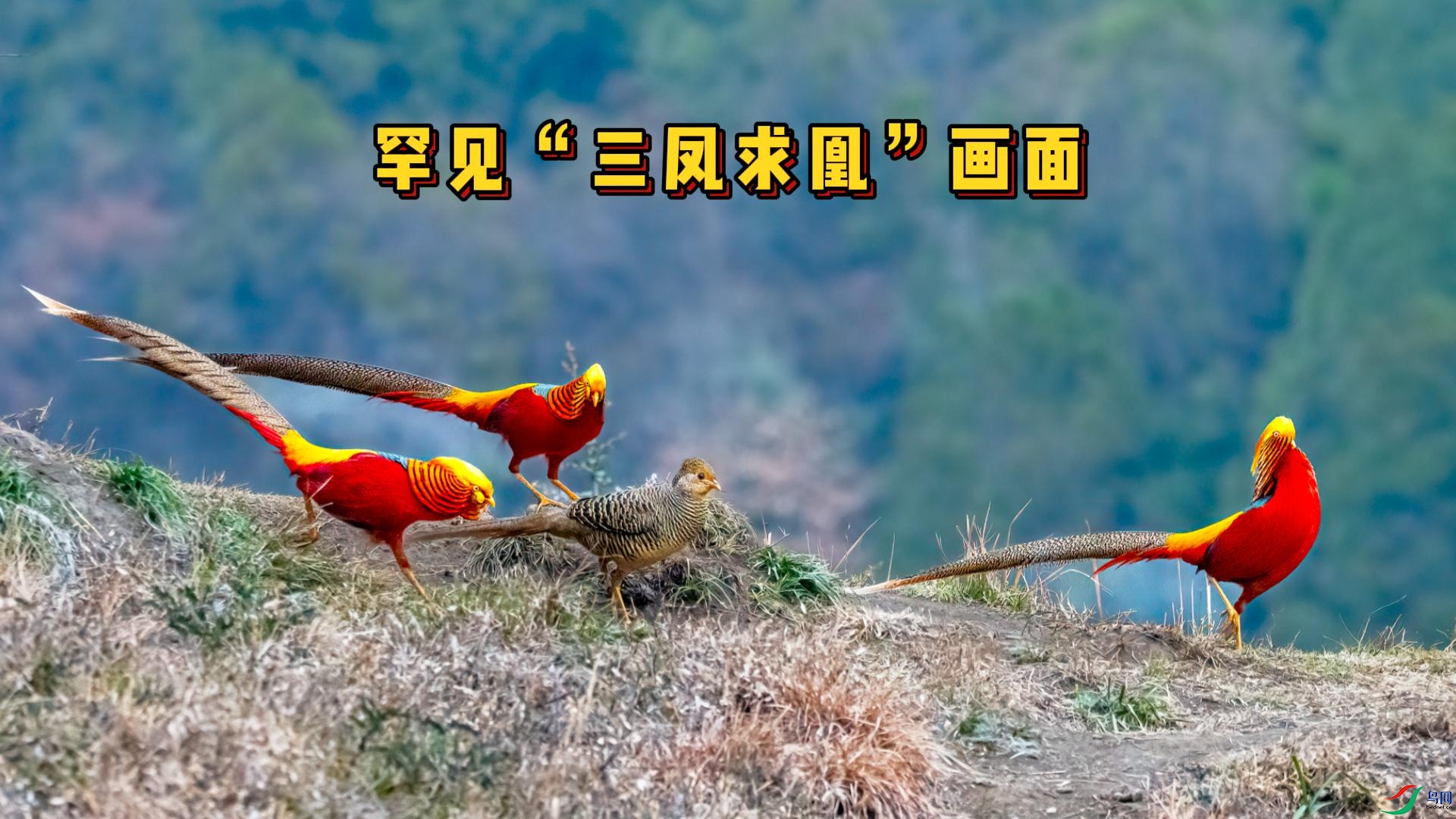 �츹����