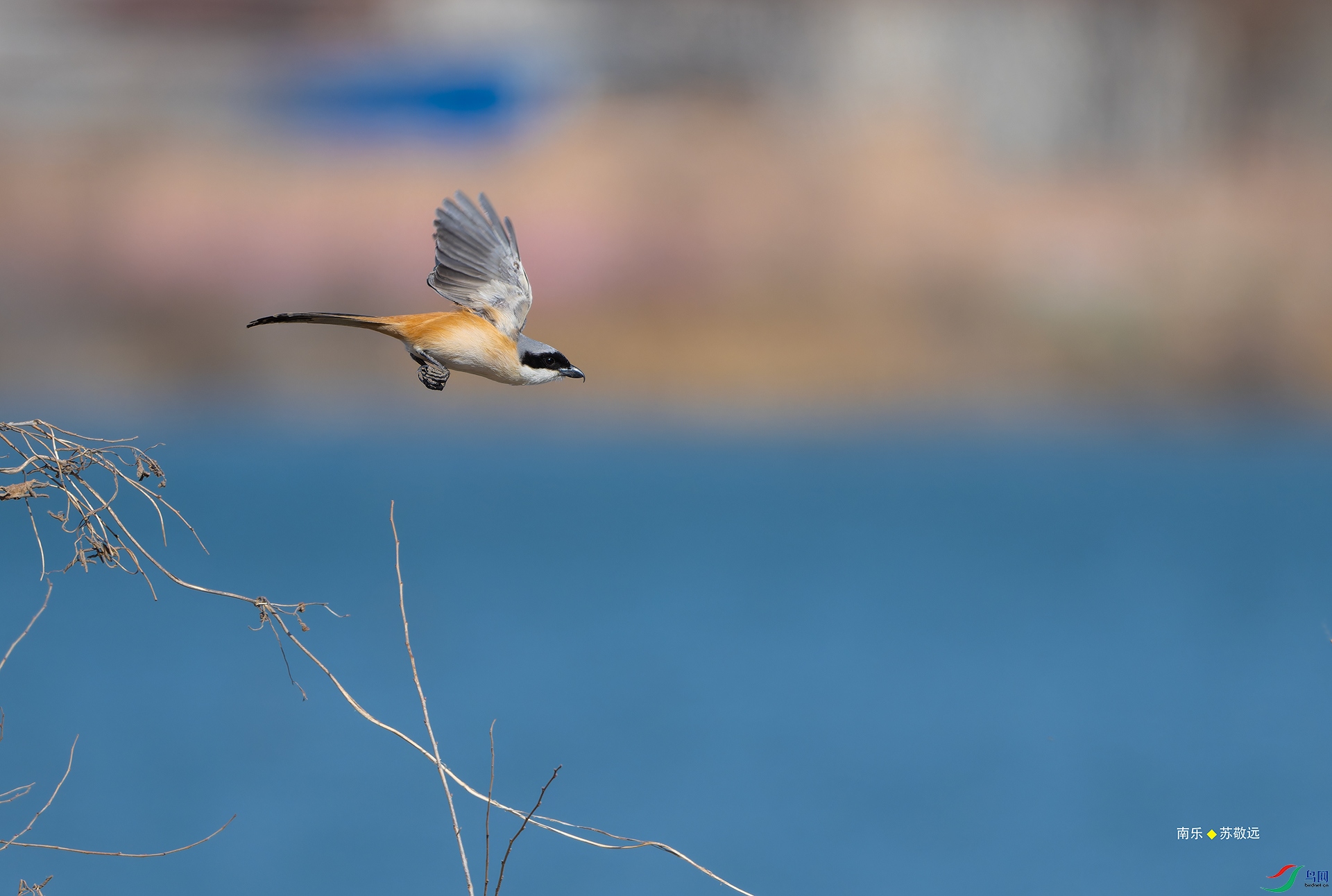 _DSC5722-NEF_DxO_С.jpg