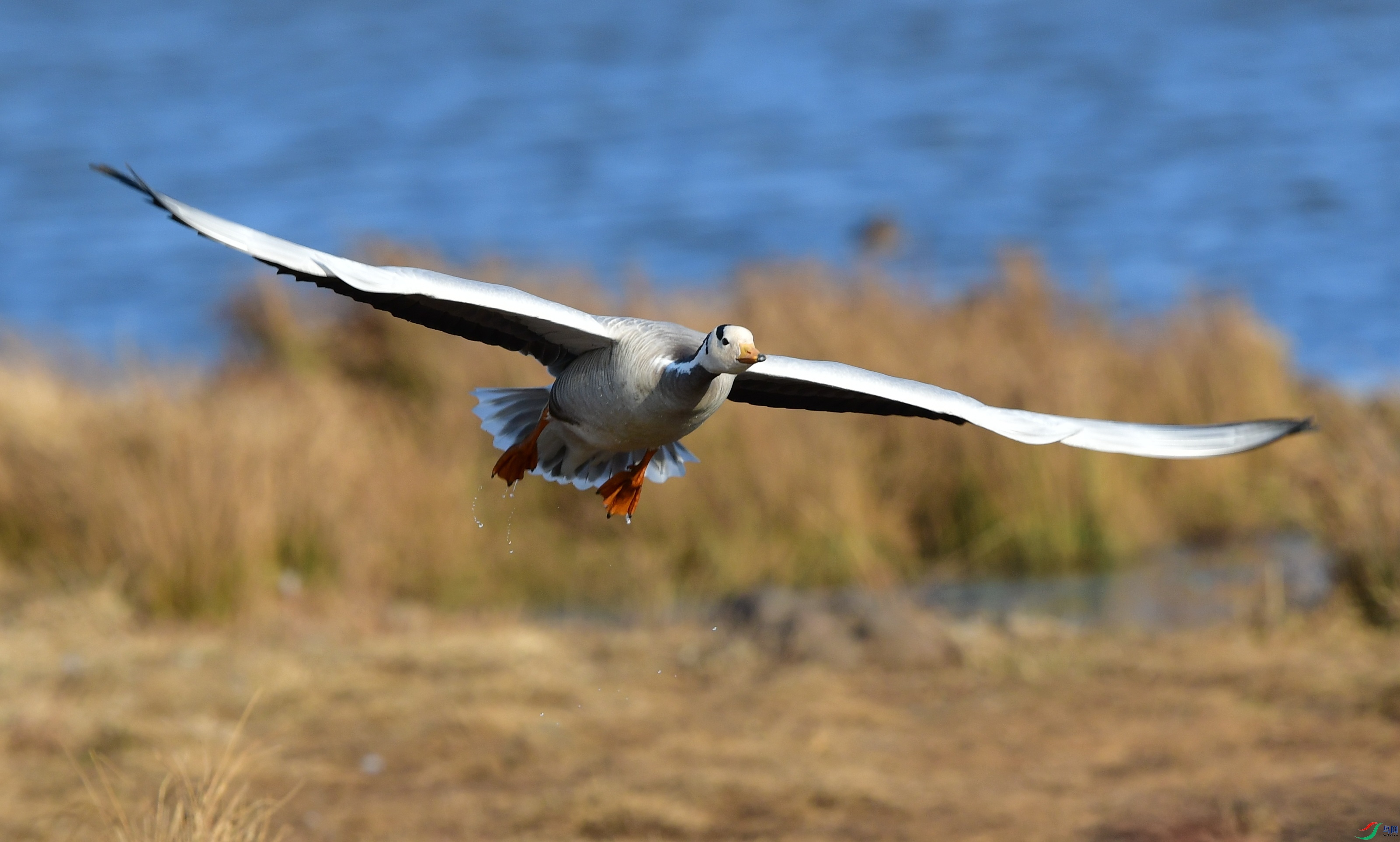DSC_3778_conew3.jpg