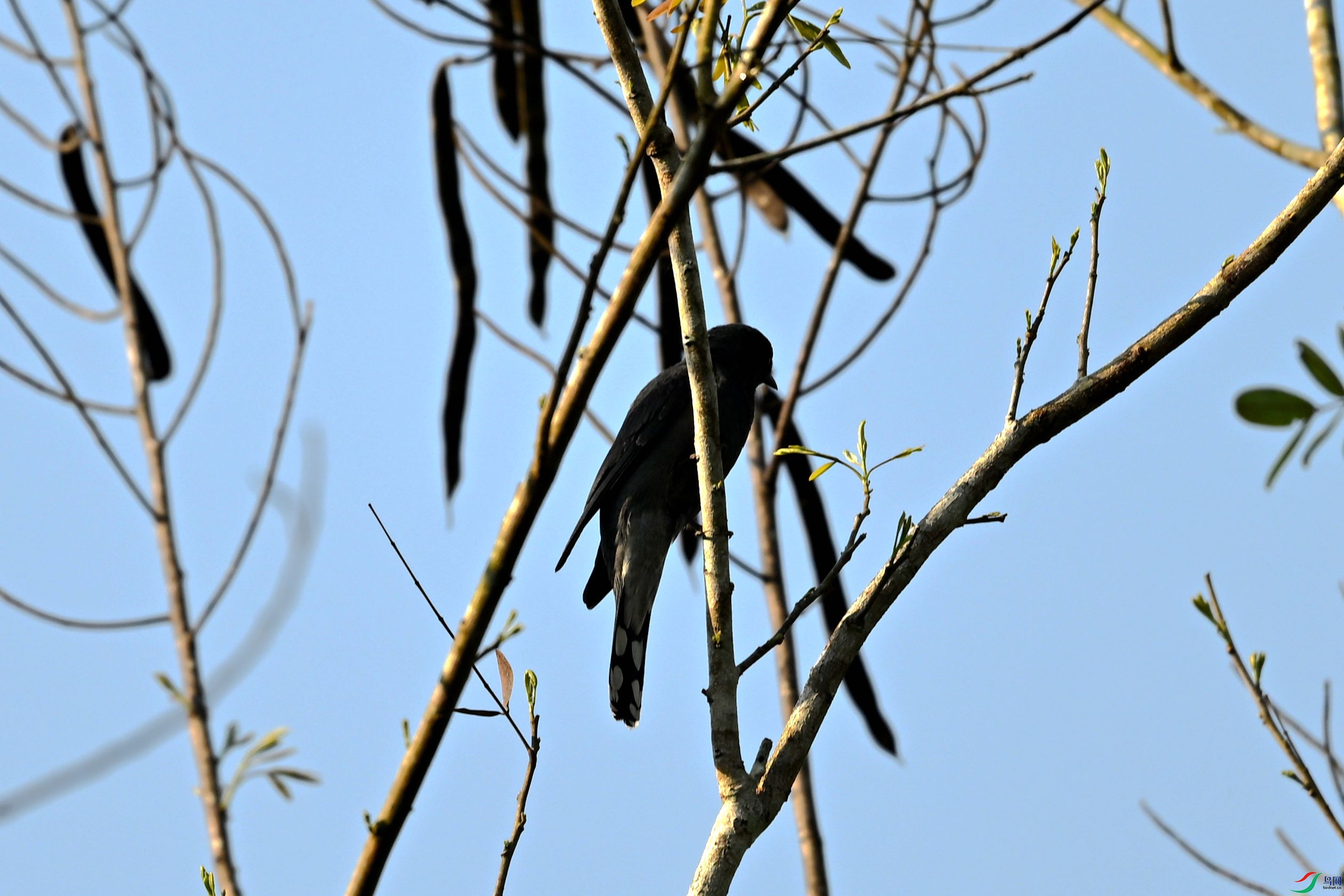 DSC_4589_����.jpg