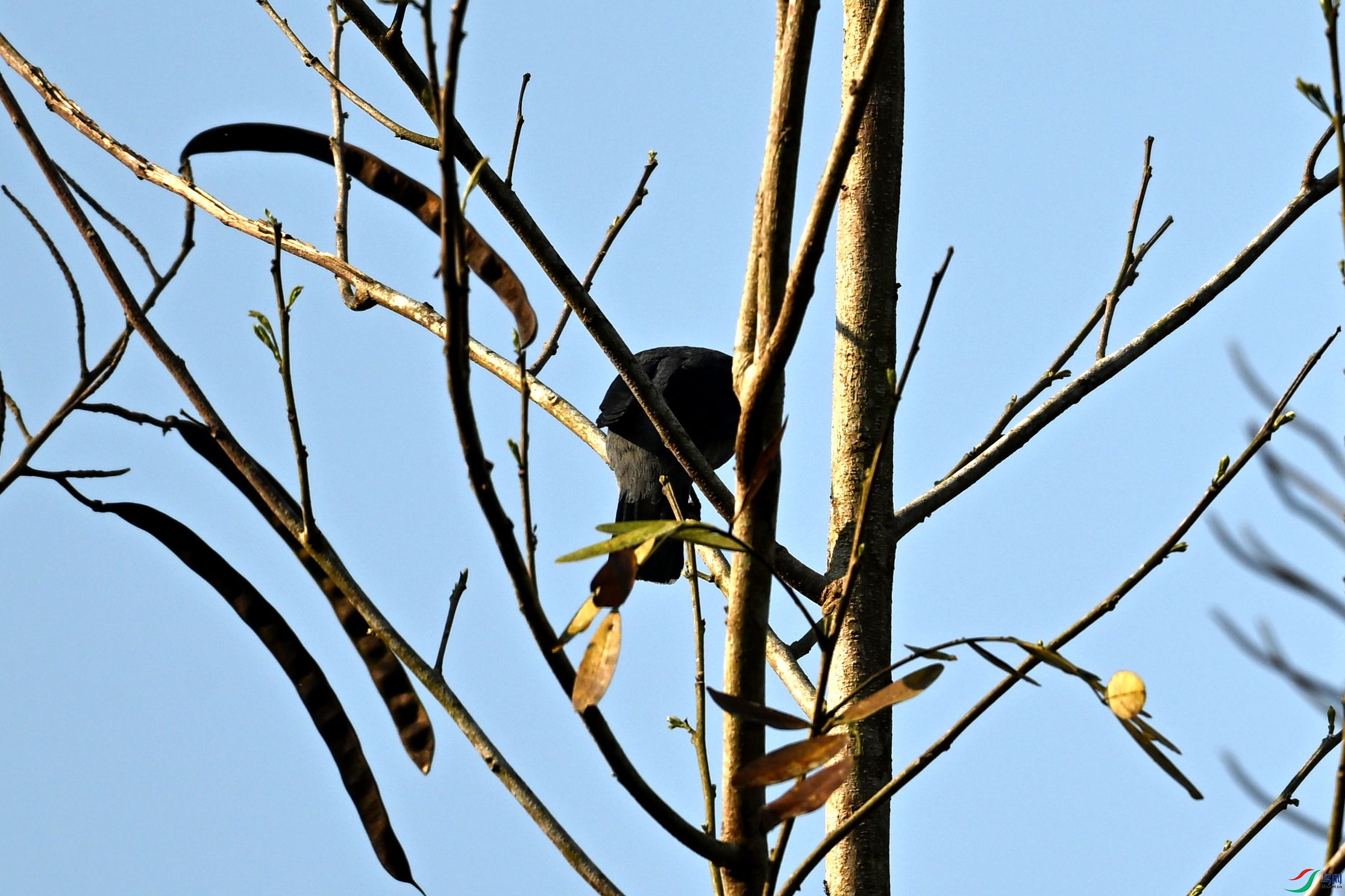 DSC_4585_����.jpg