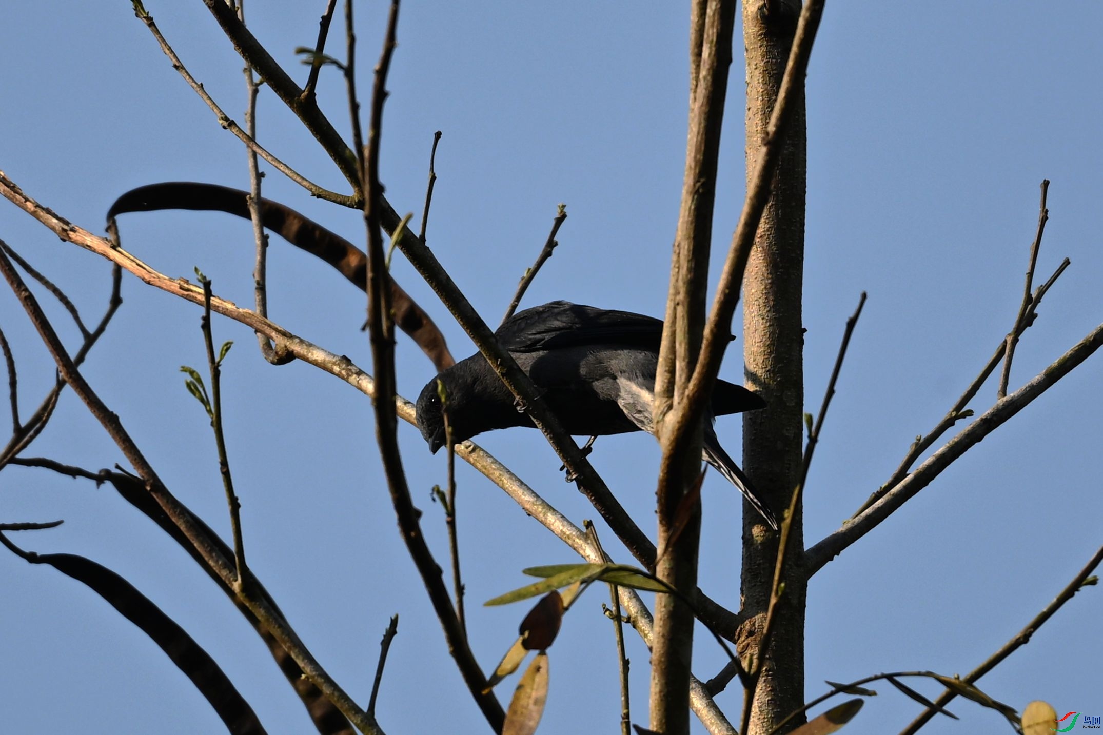 DSC_4578_����.jpg