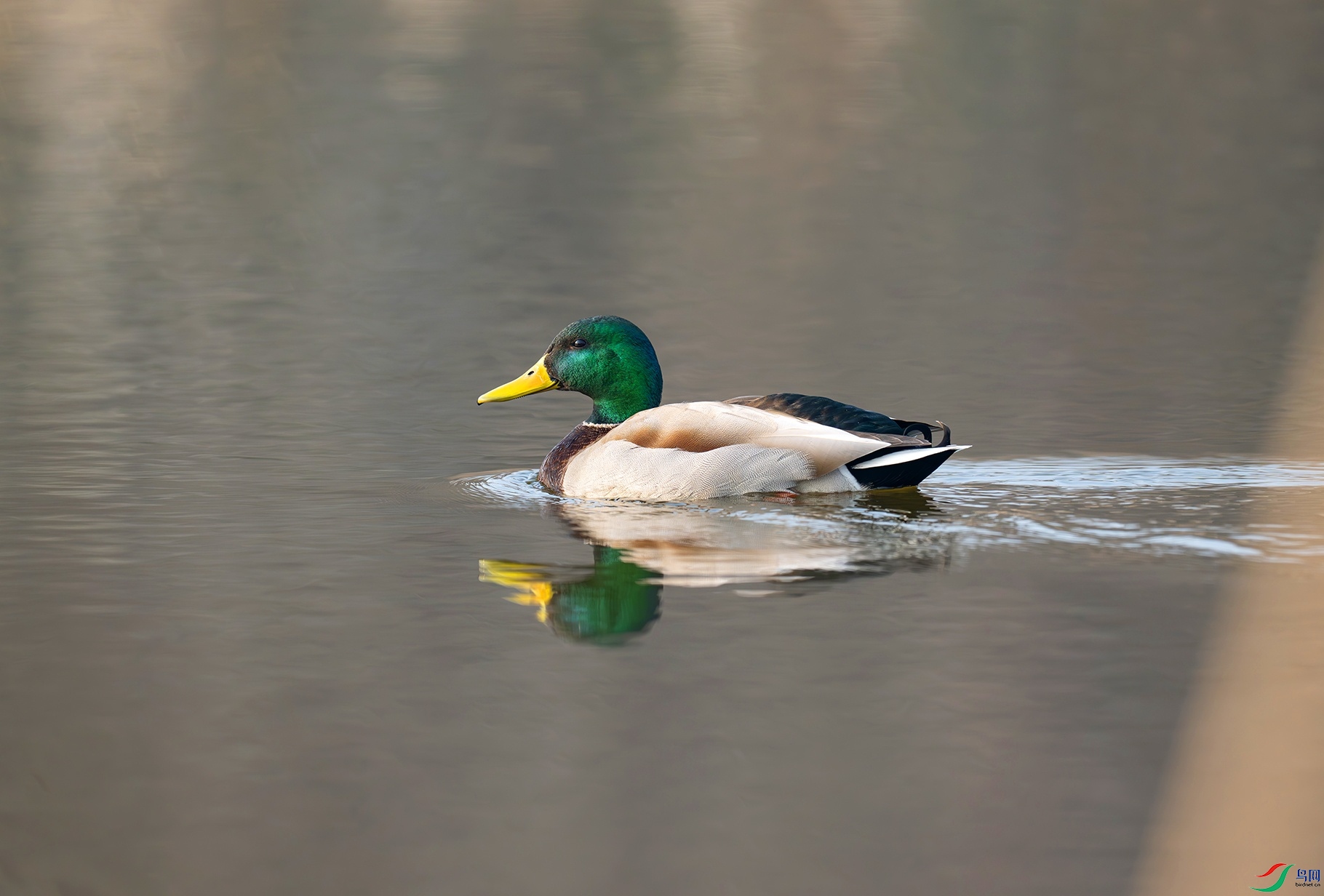 DSC_7482f.jpg