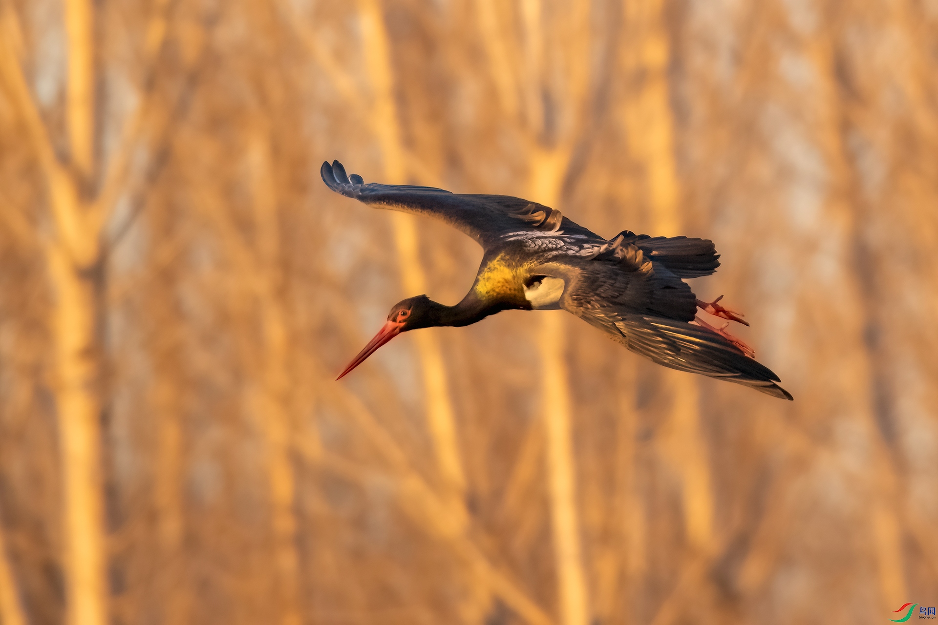 DSC_9785-1.jpg