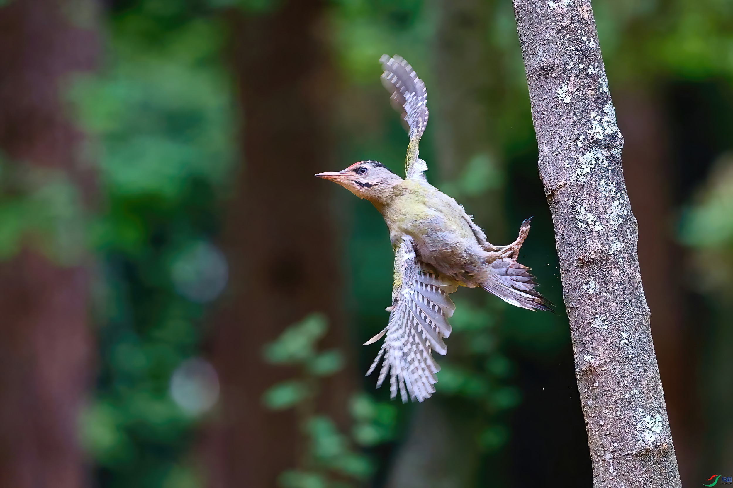 ����չ��