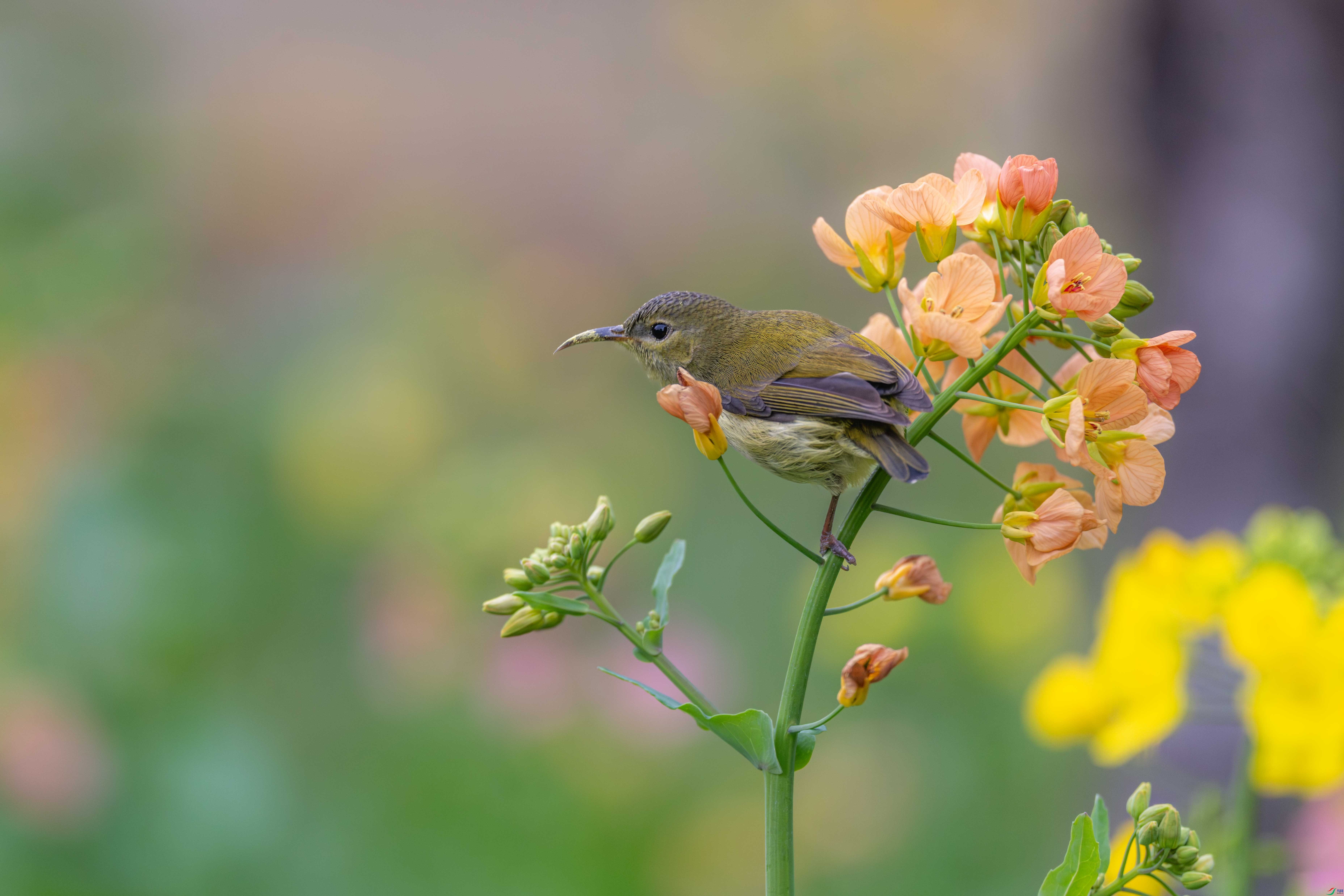 DSC_4830-����ǿ-NR.JPG