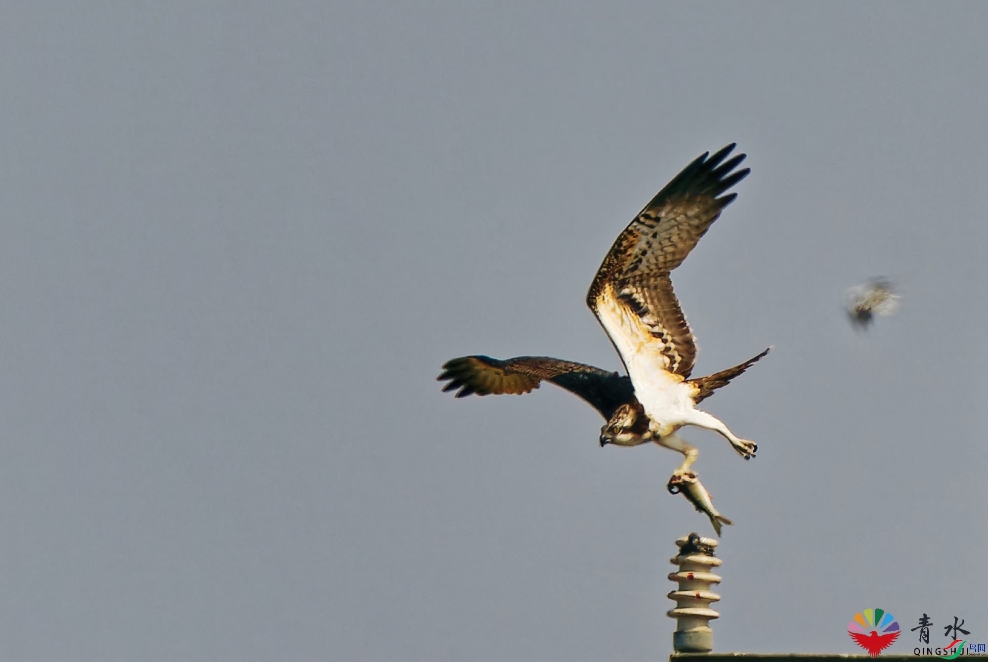 DSC07826-SharpenAI-sharpen.jpg