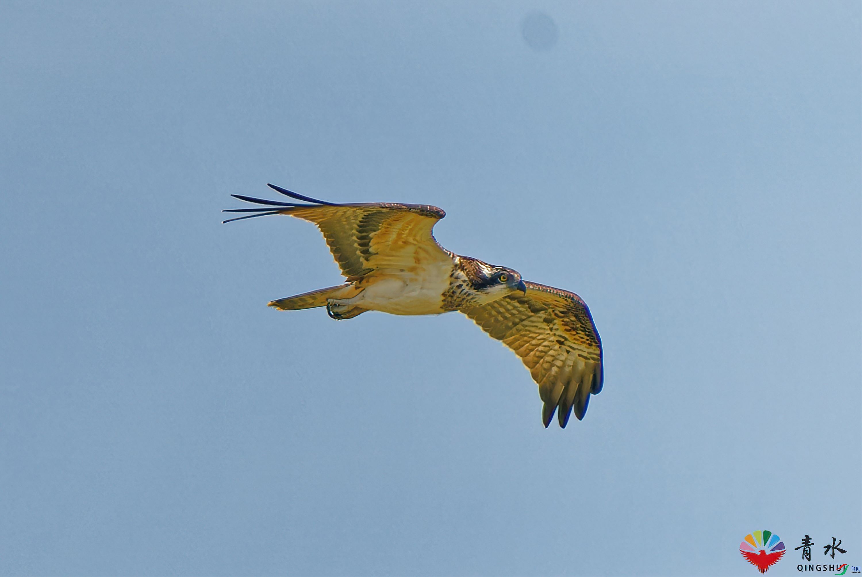 DSC05570-SharpenAI-stabilize.jpg