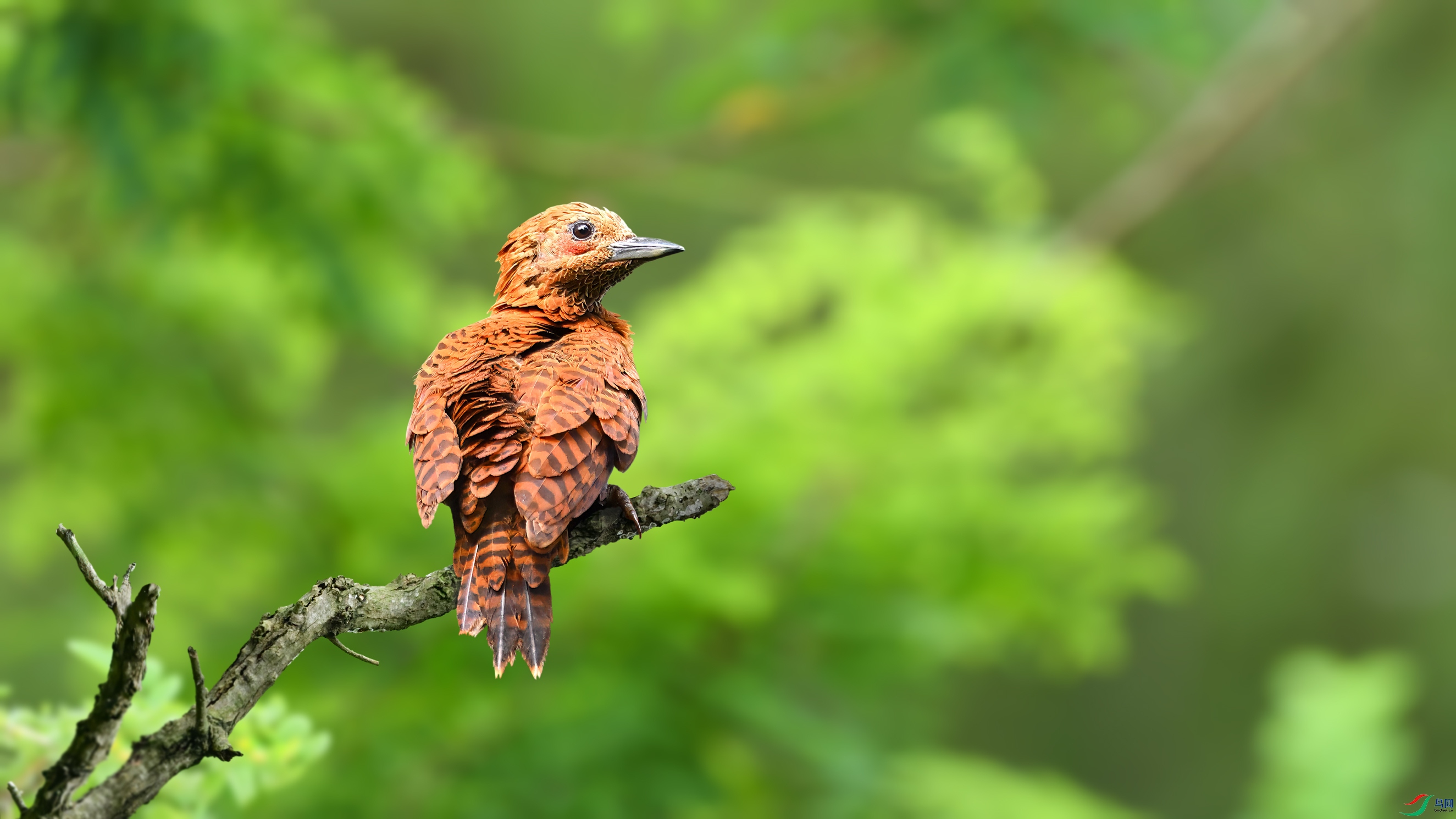 ����ľ��DSC_0807.jpg