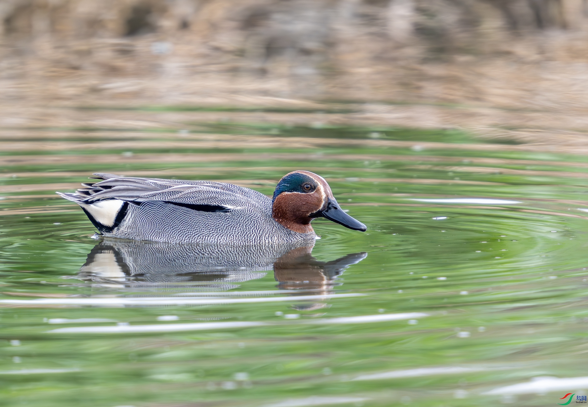 DSC_9929-1.jpg