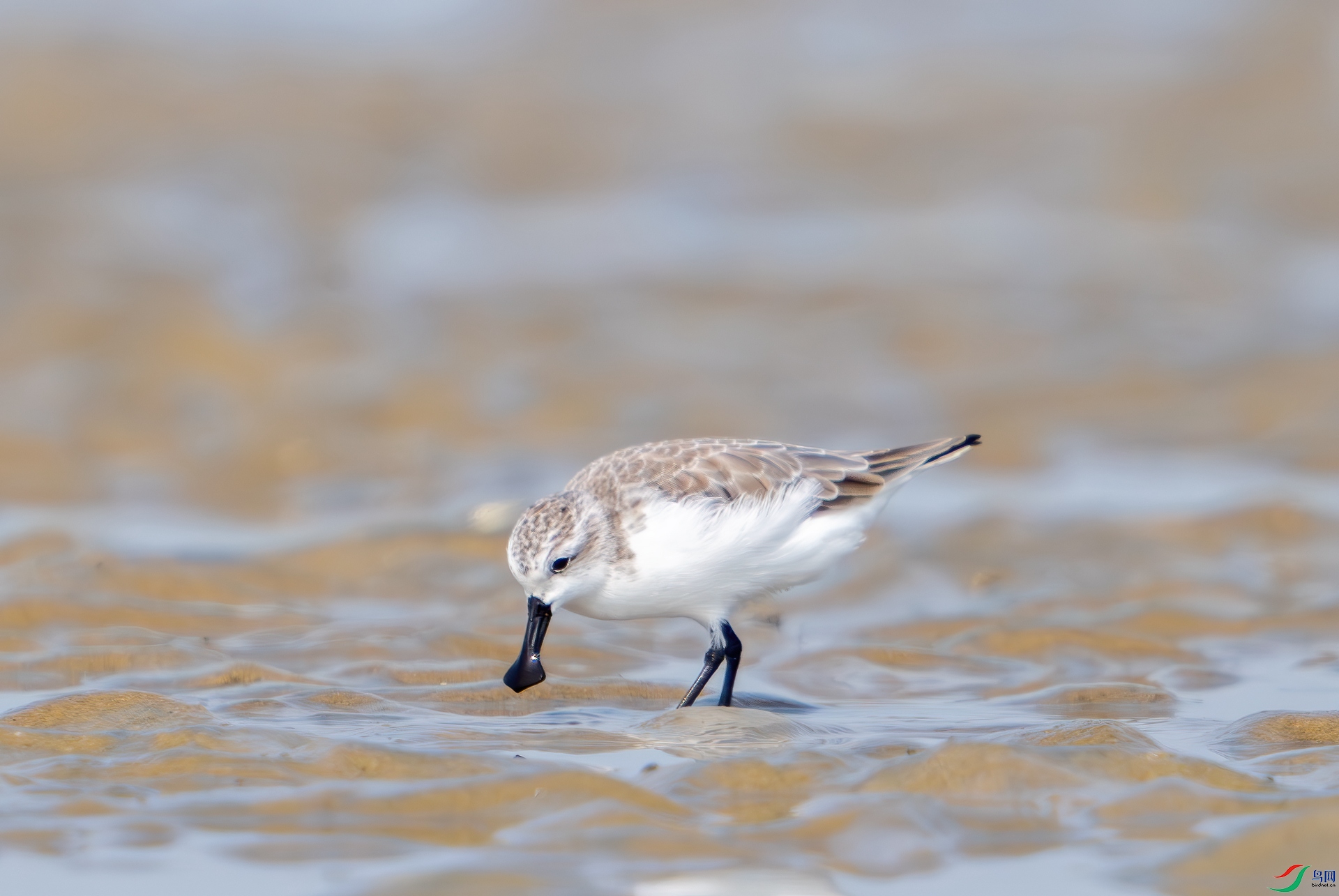 DSC_4900-1.jpg